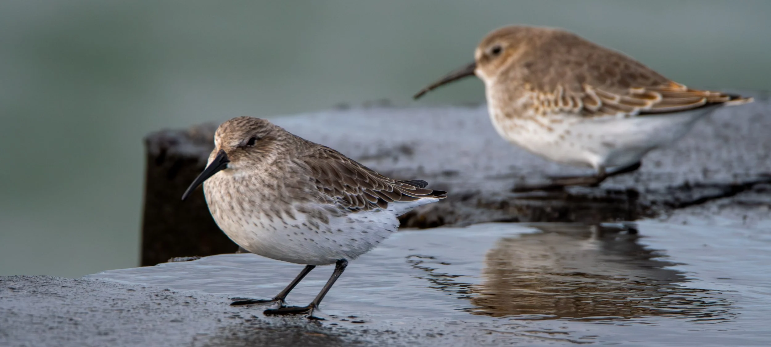 Let's focus on the Dunlin in the front. No black belly, so both of these birds are in non-breeding plumage.