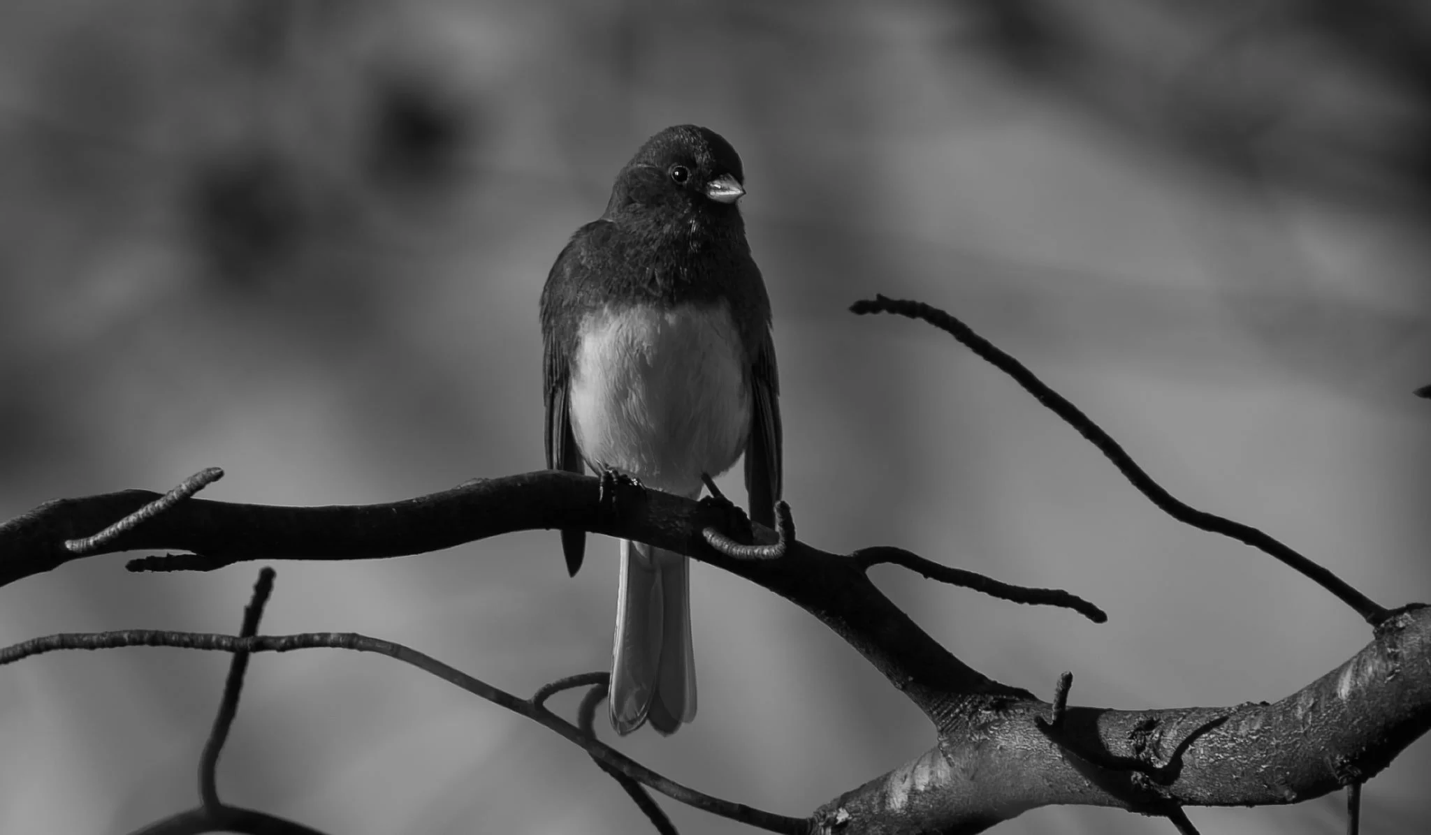 Dark-eyed Junco - a black and white friend ... in black and white