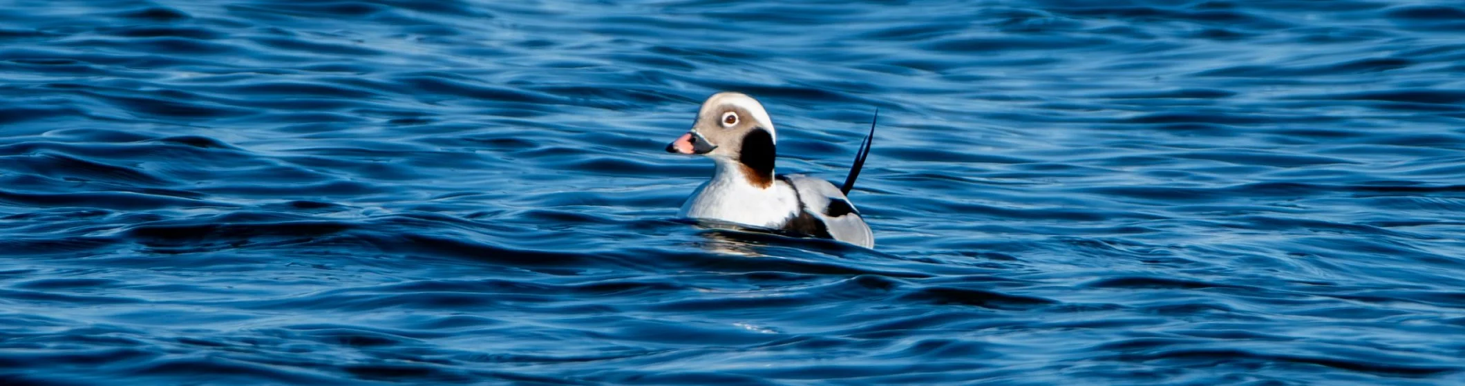 Long-tailed Duck