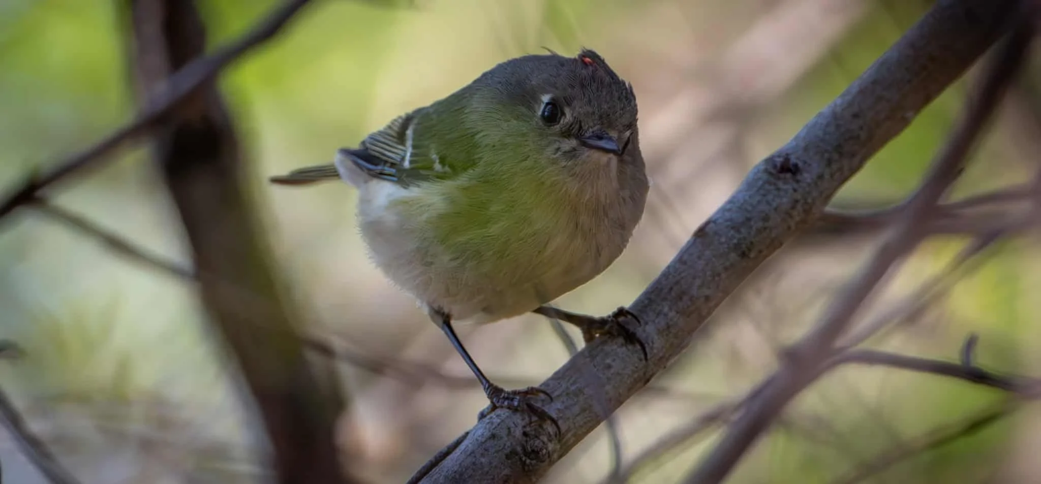 A Ruby-crowned Kinglet showing off his ruby crown 