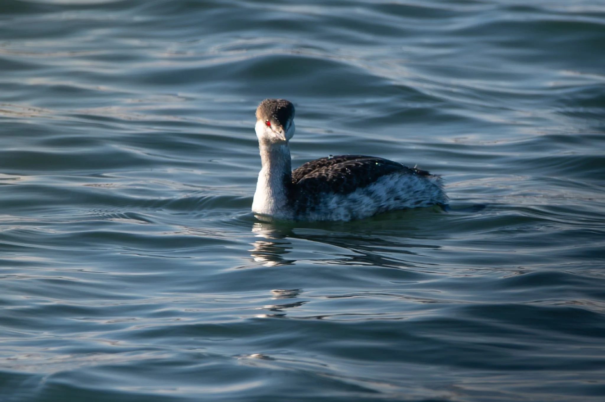 Horned Grebe - in winter plumage, but that red eye is always there