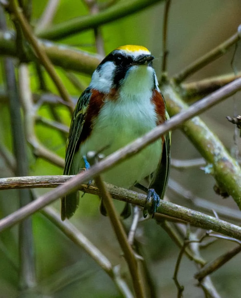 Chestnut-sided Warbler