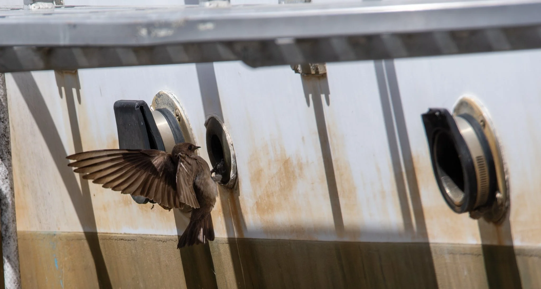Northern Rough-winged Swallow