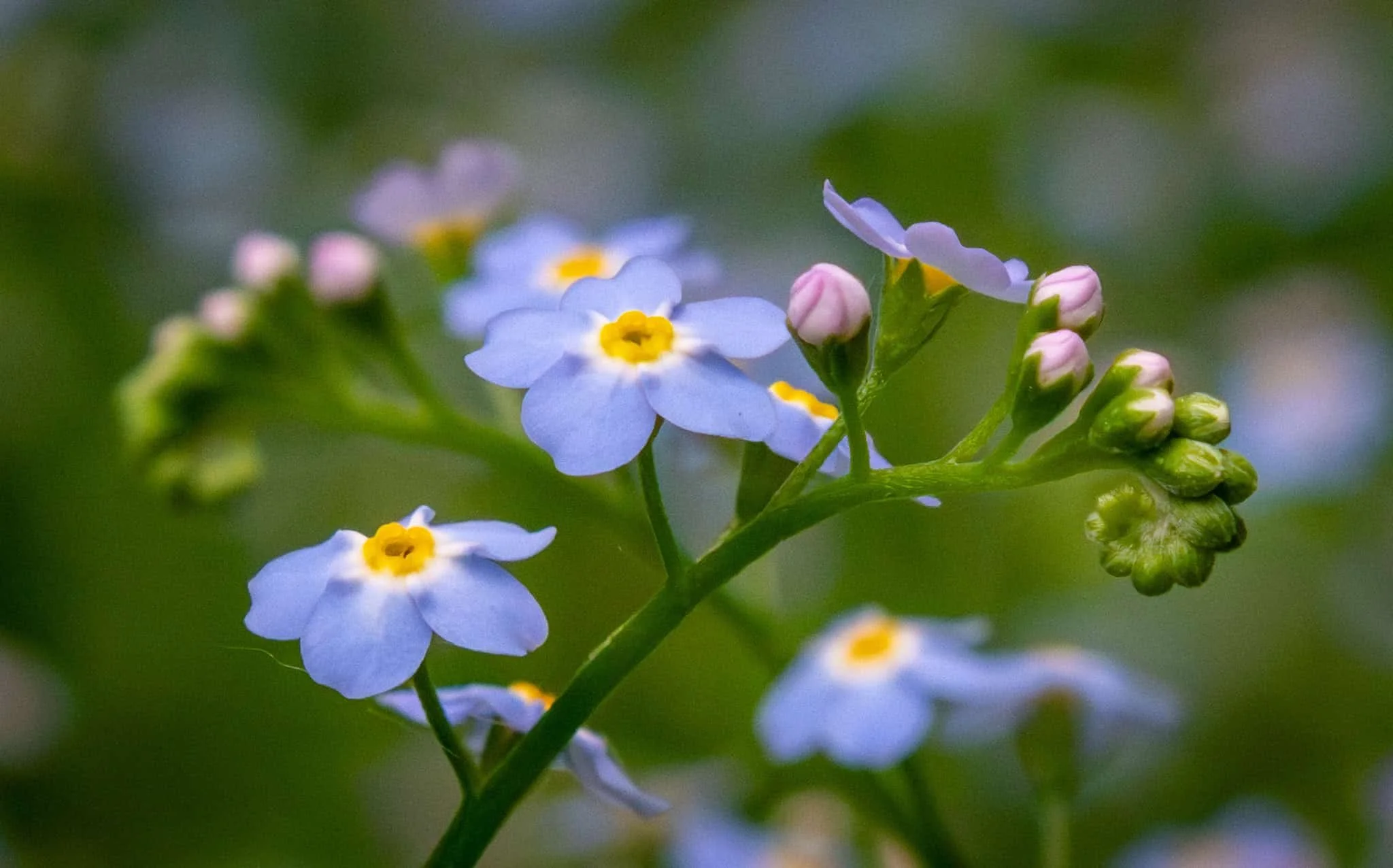 Water Forget-Me-Nots