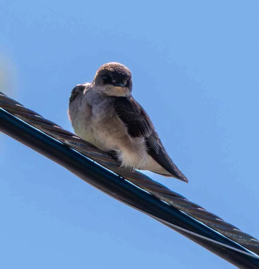 Northern Rough-winged Swallow