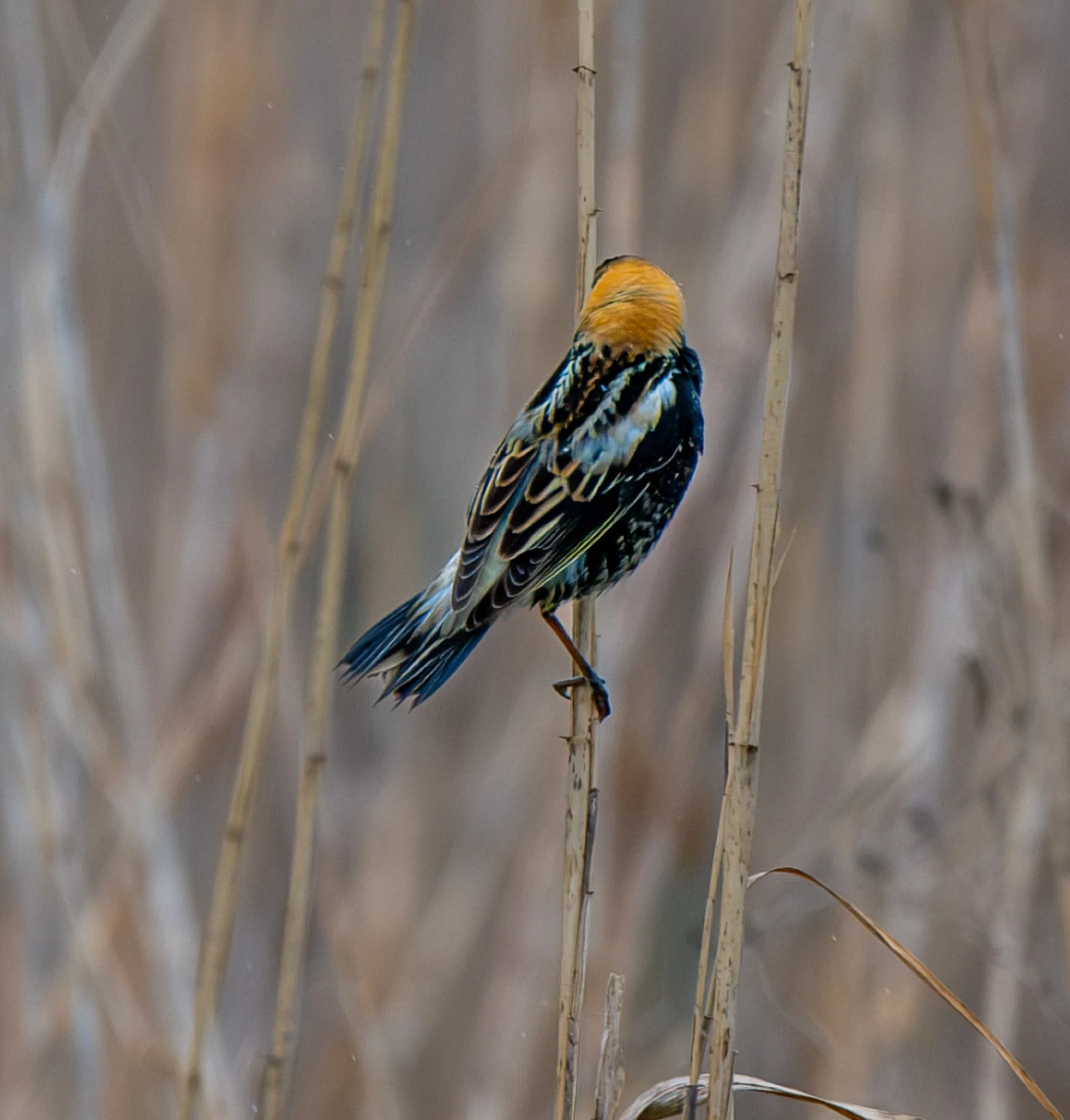 Bobolink (male)