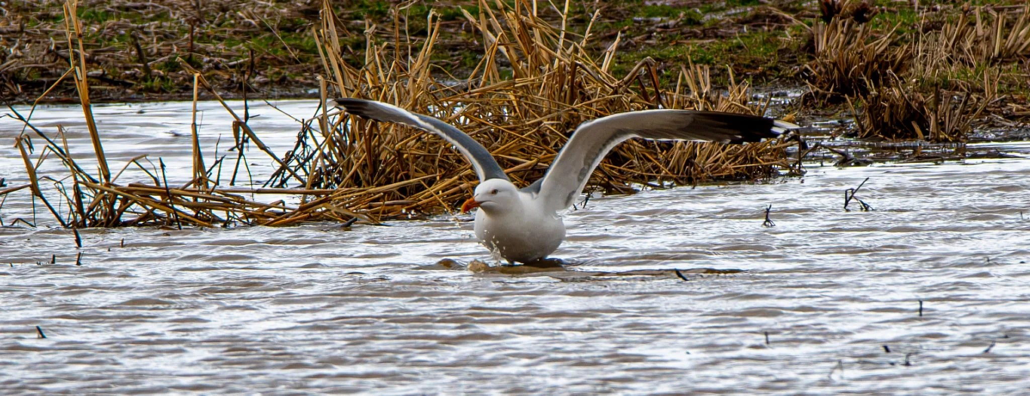 Lesser Black-backed Gull