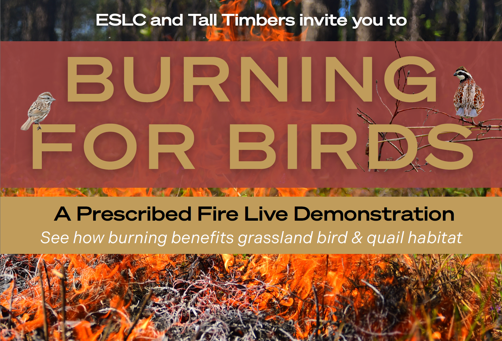 Burning for Birds: A Prescribed Fire Live Demonstration