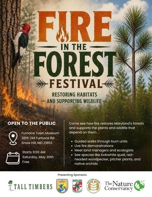Fire in the Forest Festival