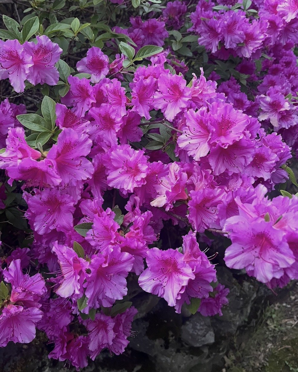 Physician’s Spring Wellness Day 