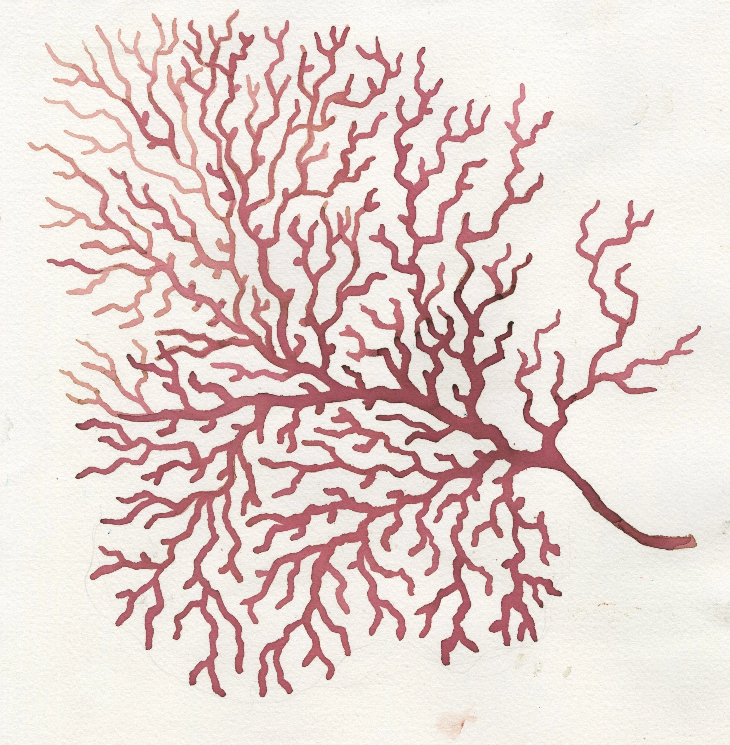 coral.jpeg