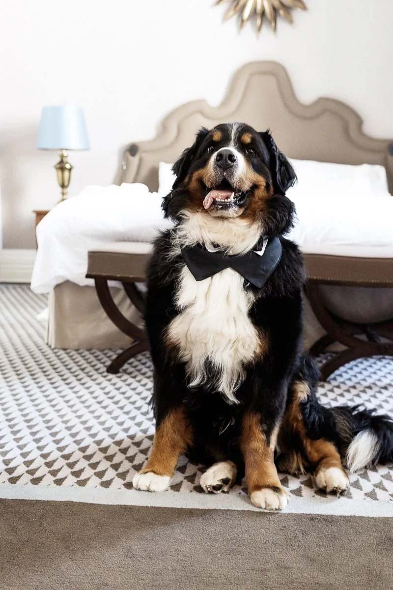 Berner Sennenhund mit Fliege sitzt vor dem Hotelbett