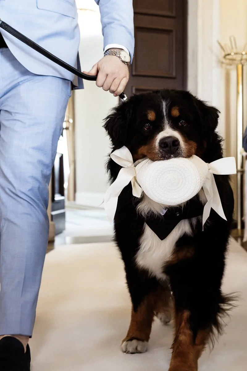 Berner Sennenhund bringt das Ringkissen zur Trauung