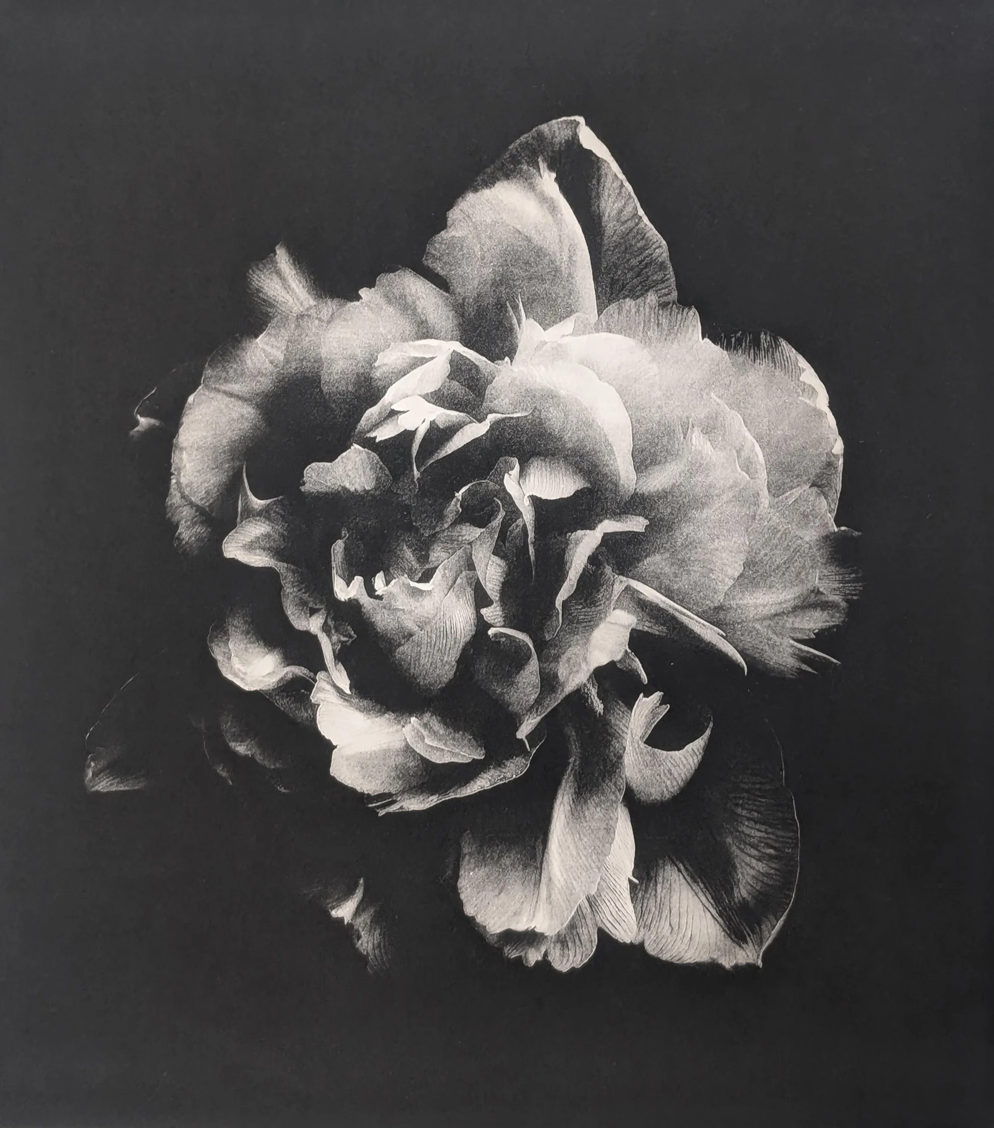 the_rose_is_fair_photopolymer_etching_r_pritchard_jpg-1-2.jpeg