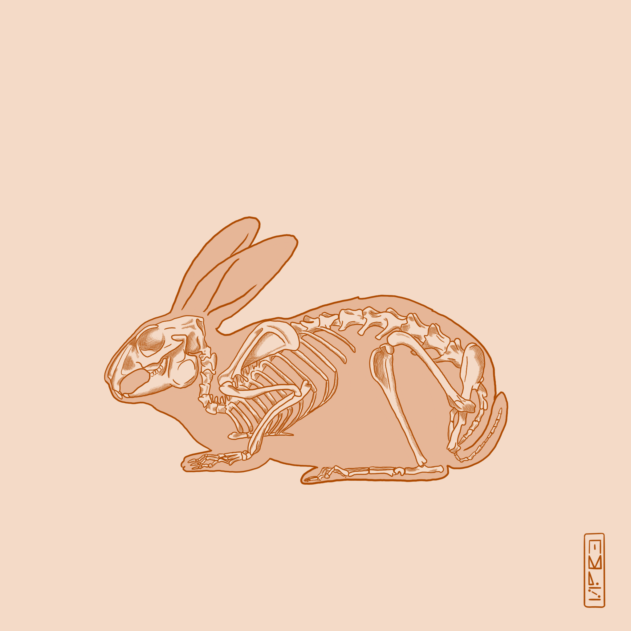 Rabbit.png