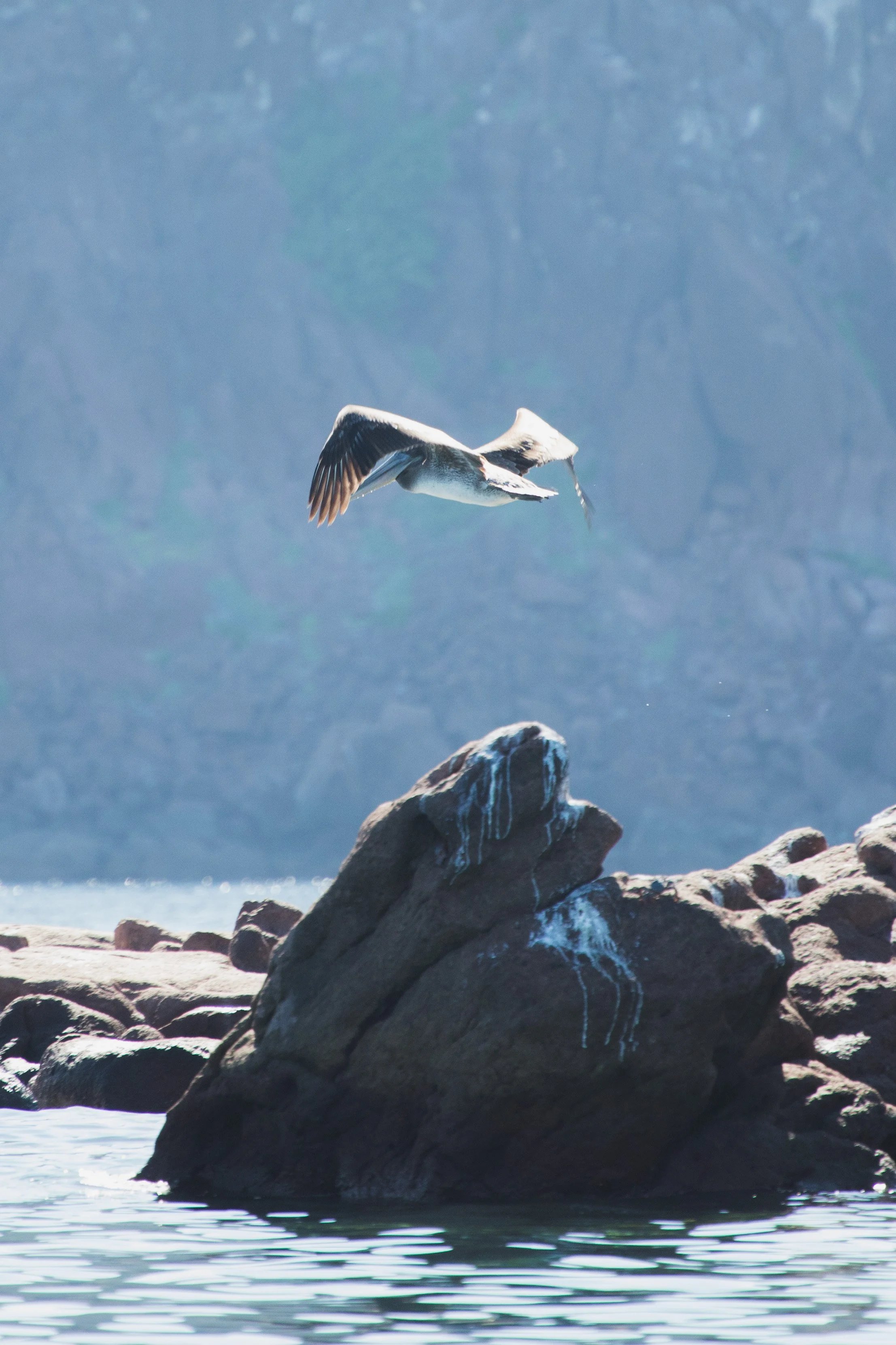 A bird flying near rocks on a body of water with a mountain or cliff in the background.