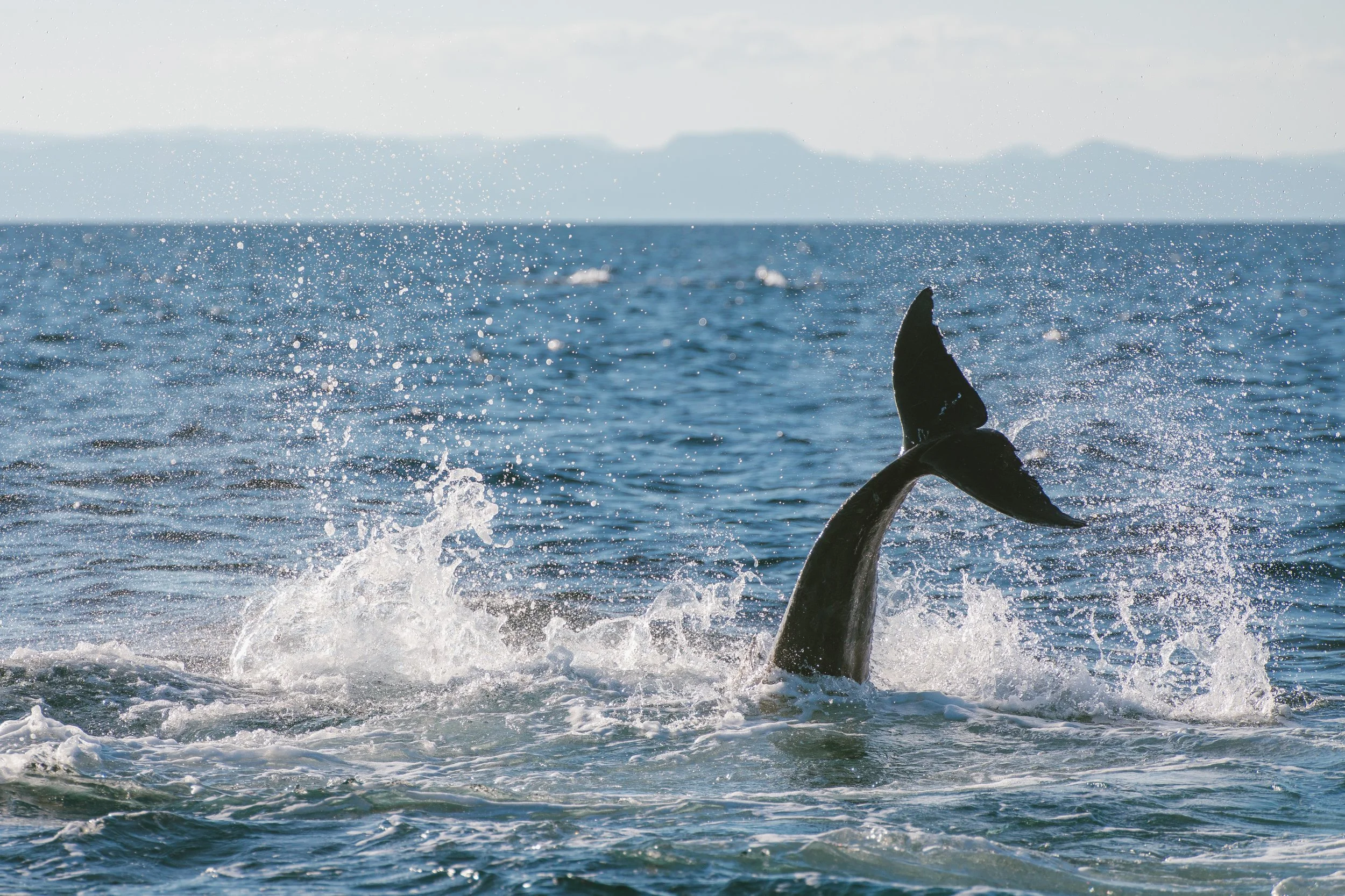 A dolphin's tail splashing above the water surface in the ocean with distant landmasses in the background.