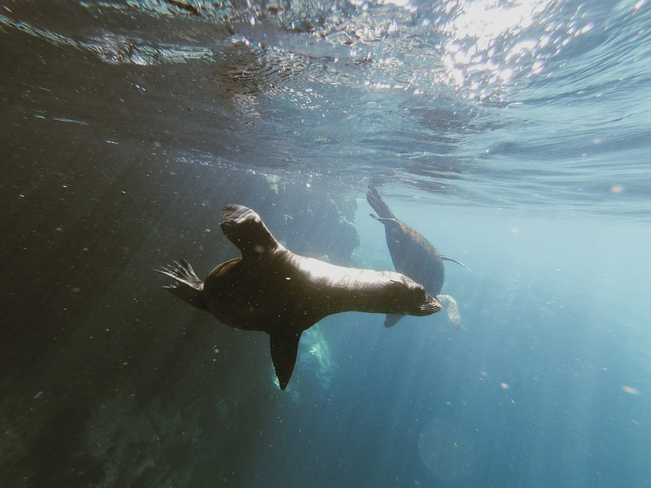 Underwater scene with sea lions swimming near the rocky ocean floor, sunlight filtering through the water.