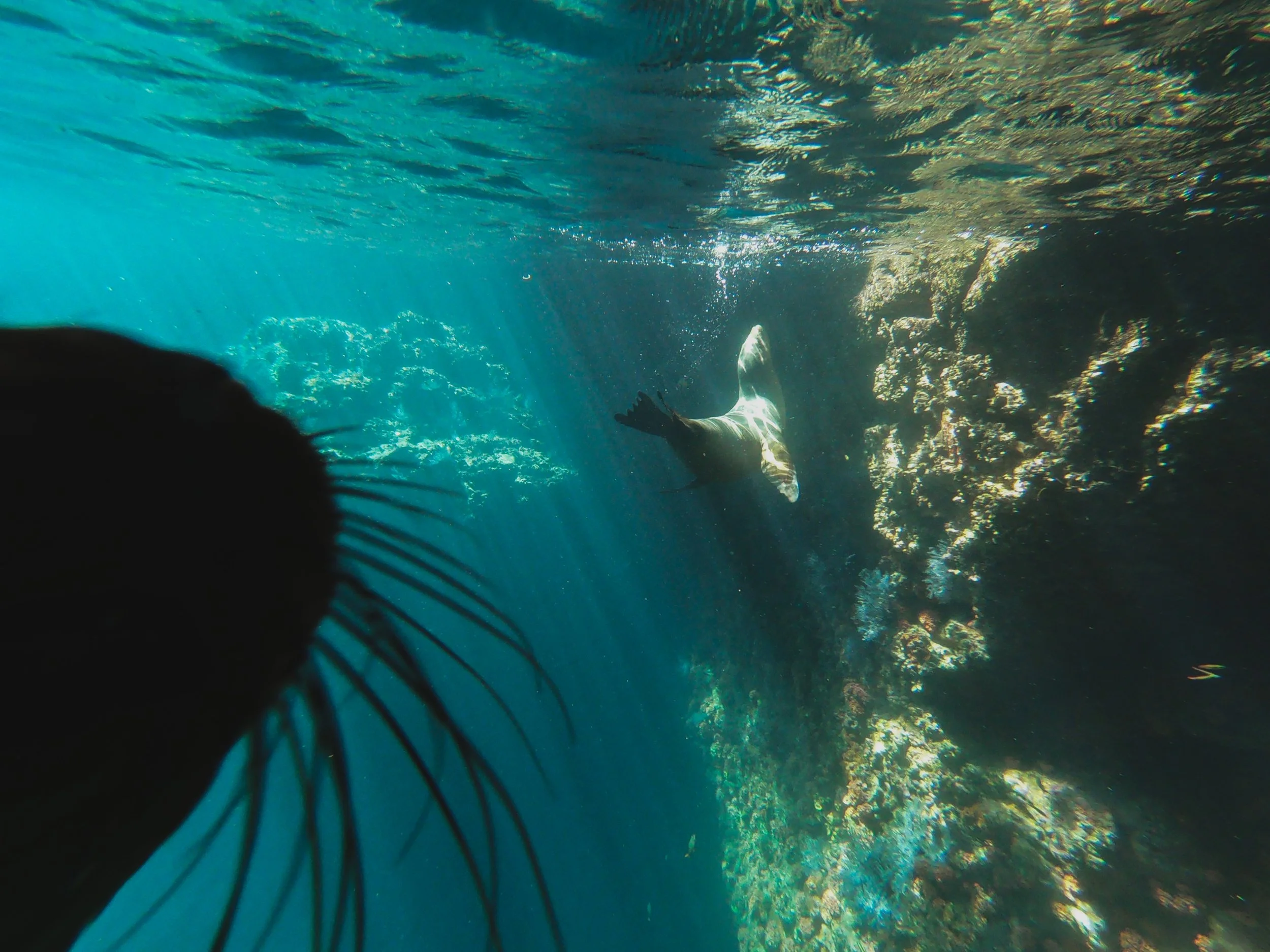 Underwater scene with sunlight rays penetrating water, showing a diver or swimmer near rocks and coral, with a silhouette of a sea lion.