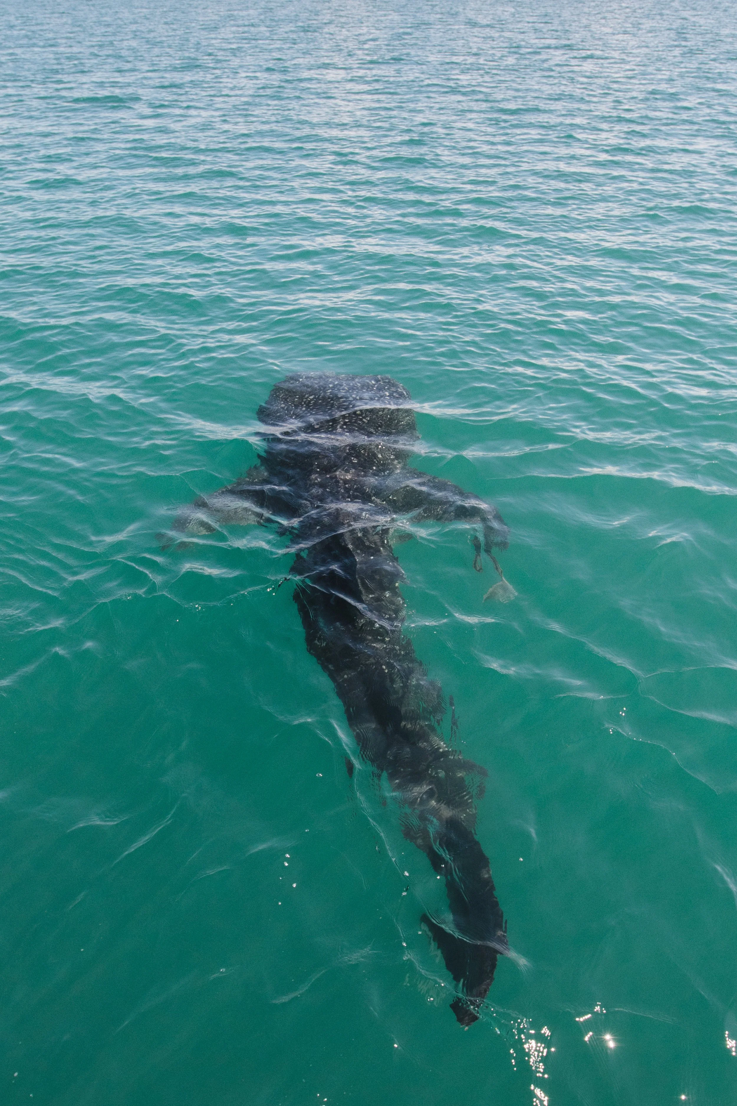 A whale shark swimming near the surface of a turquoise ocean.