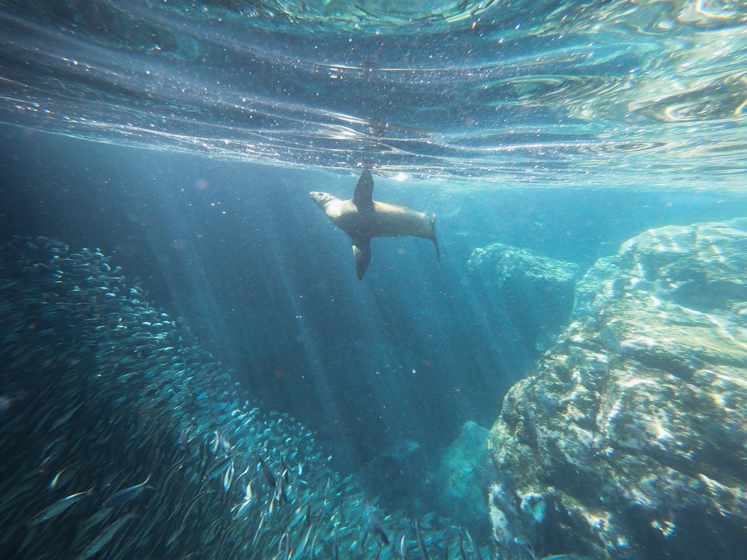 Underwater scene showing a diver swimming among rocks and a large school of fish.
