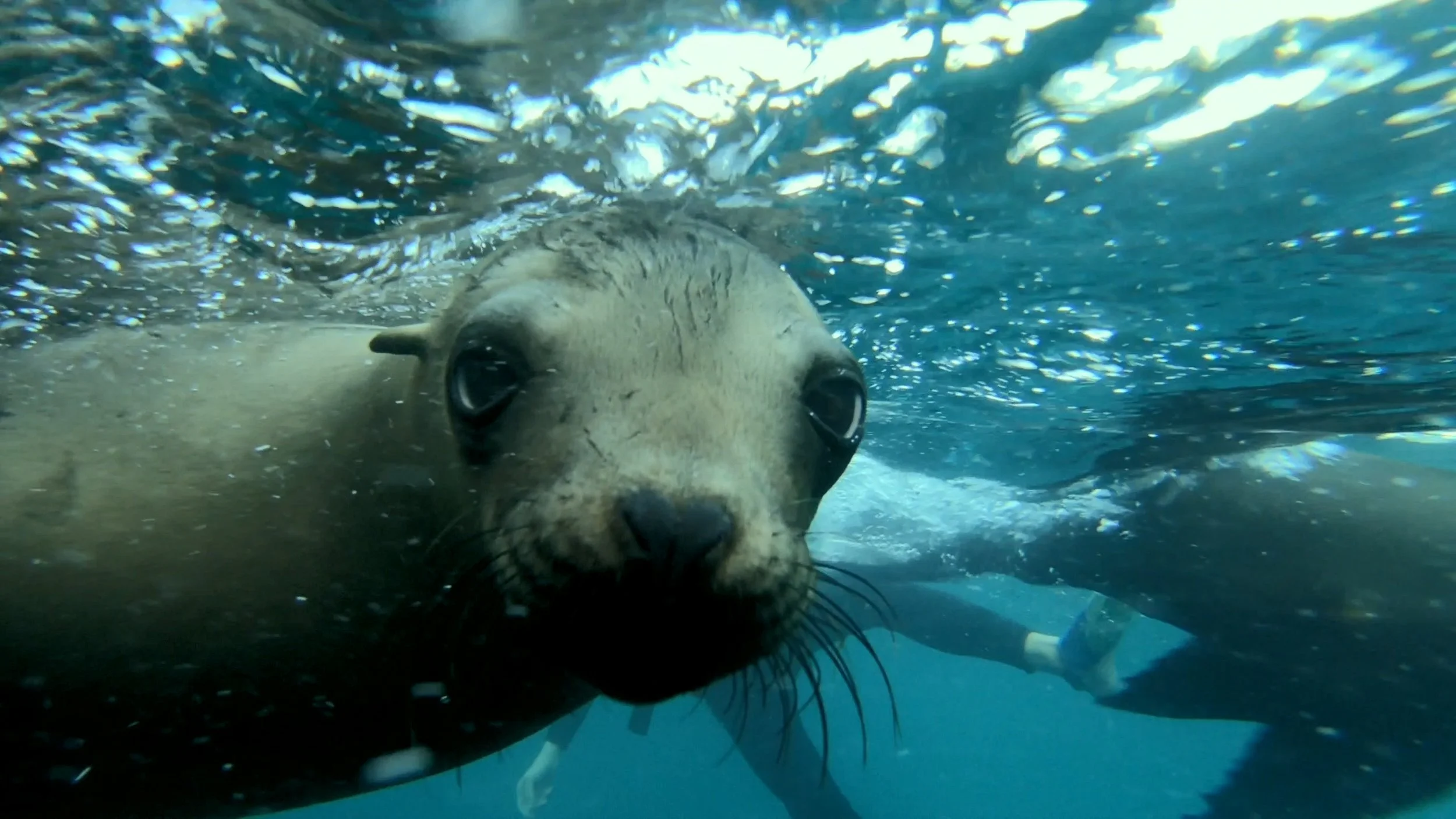 Close-up of a seal underwater with another person in the background.