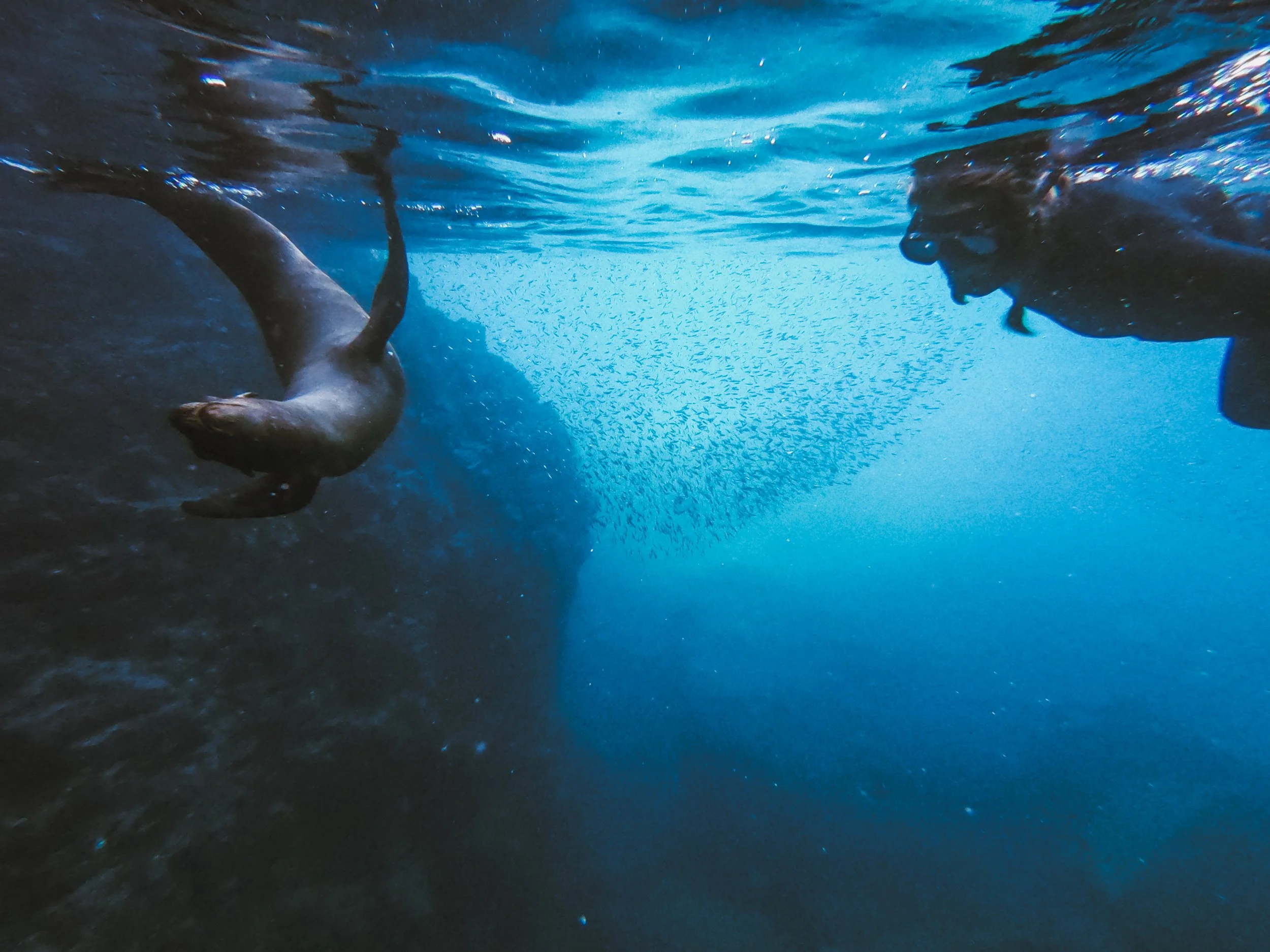 A scuba diver swimming underwater near a large rock formation, with a school of fish swimming in the background.