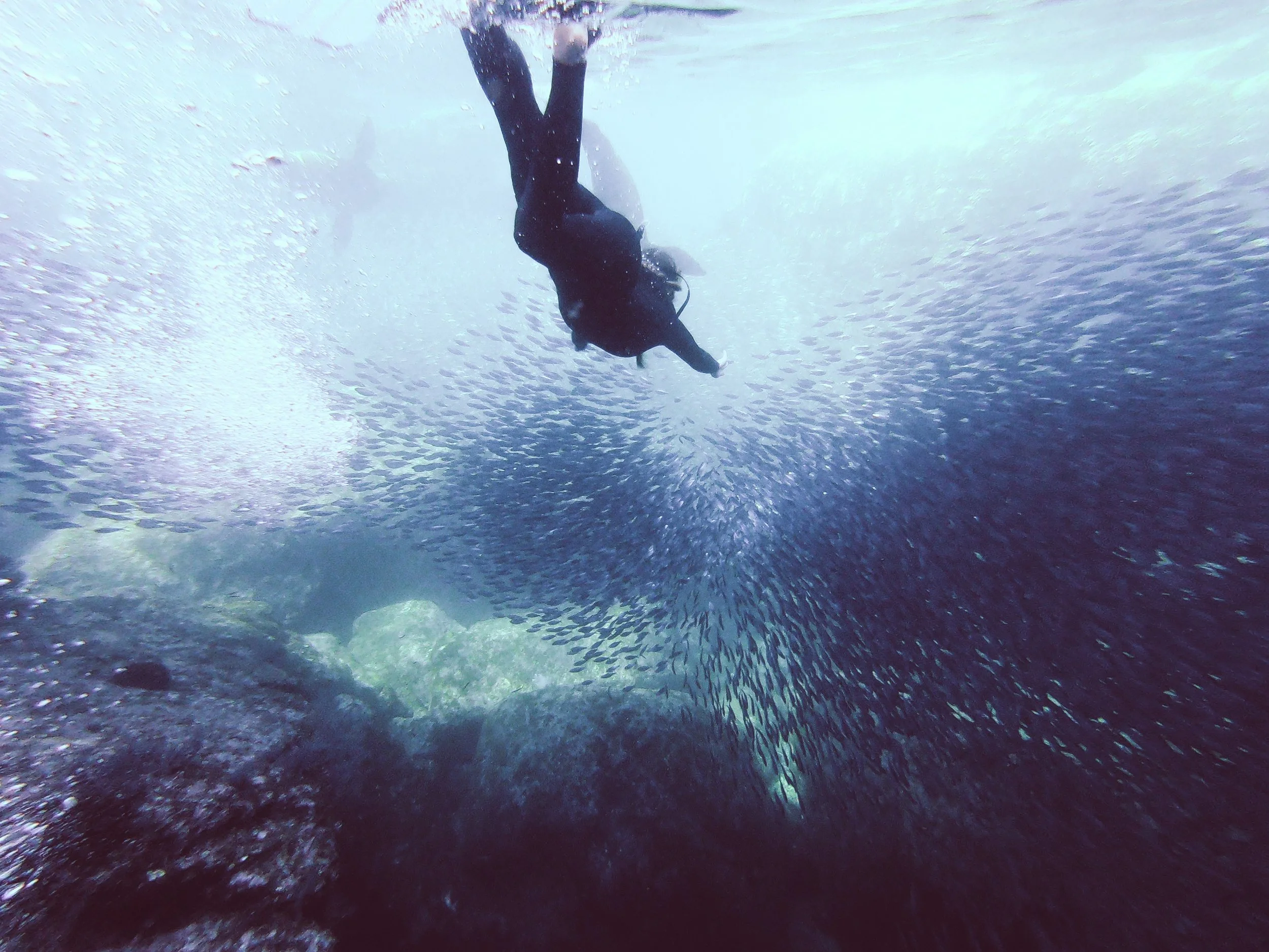 A person scuba diving underwater surrounded by a large school of small fish near rocks.
