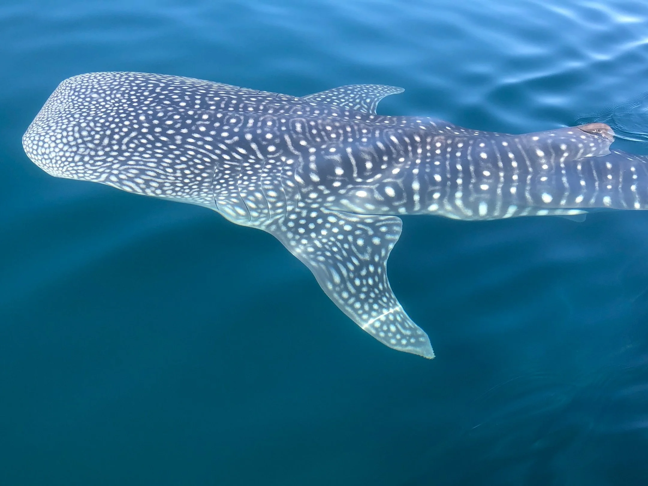 A whale shark swimming in the ocean with a blue background.