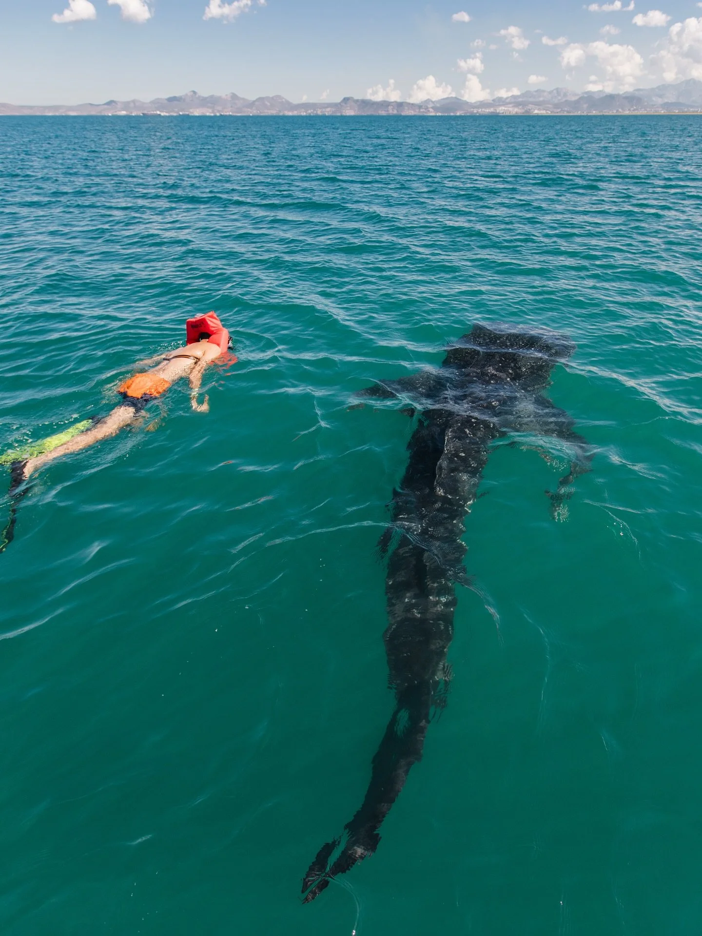 Did you know whale sharks can grow up to 60 feet long, making them the largest fish in the ocean? 👀

Swimming alongside them is a once in a lifetime experience, and when done responsibly it&rsquo;s completely safe for both you and the whale sharks. 