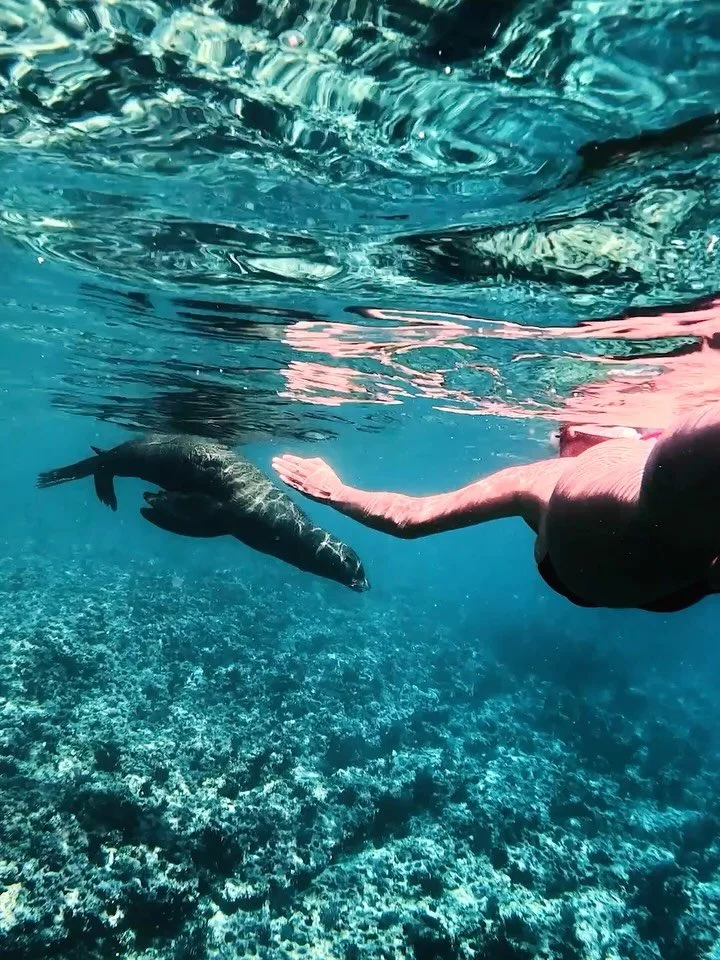 Did you know sea lions can hold their breath for up to 12 minutes and dive as deep as 900 feet (274 meters) in search of food? In comparison, most humans can hold their breath for about a minute and dive down only like 10 to 15 feet 🤯

Snorkeling wi