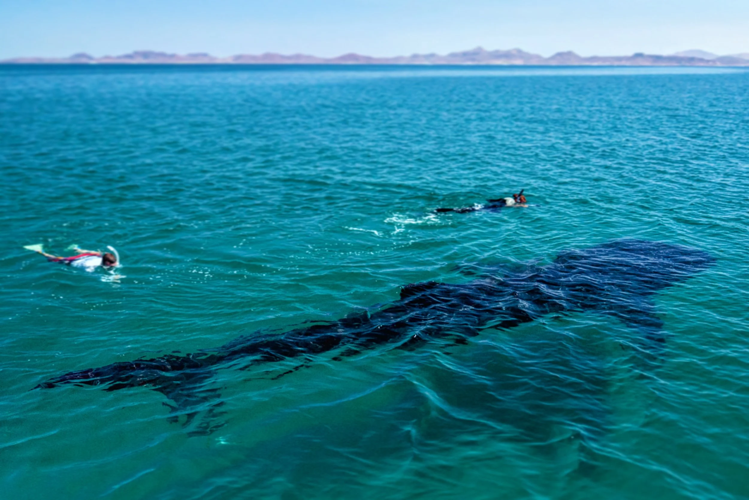 A person snorkeling in clear blue water near a large whale, with another person on a boat nearby.