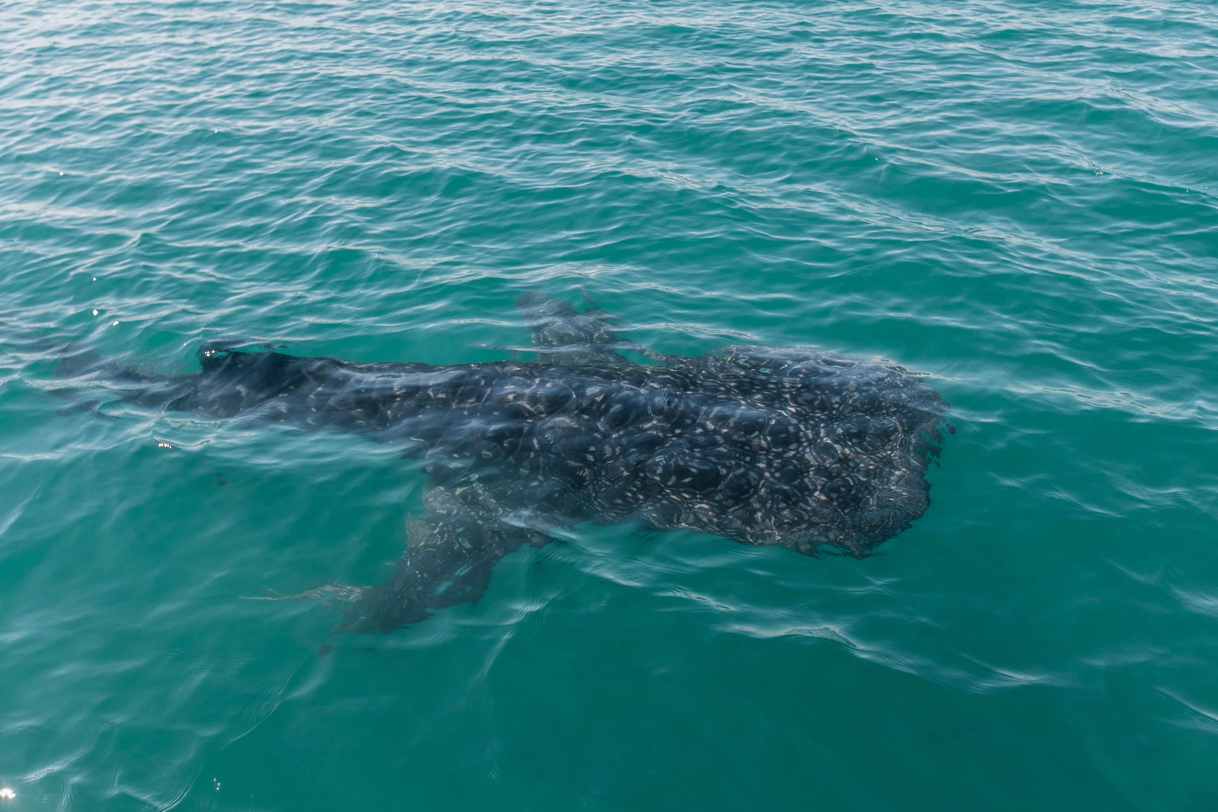 WhaleShark (27 of 66).jpg