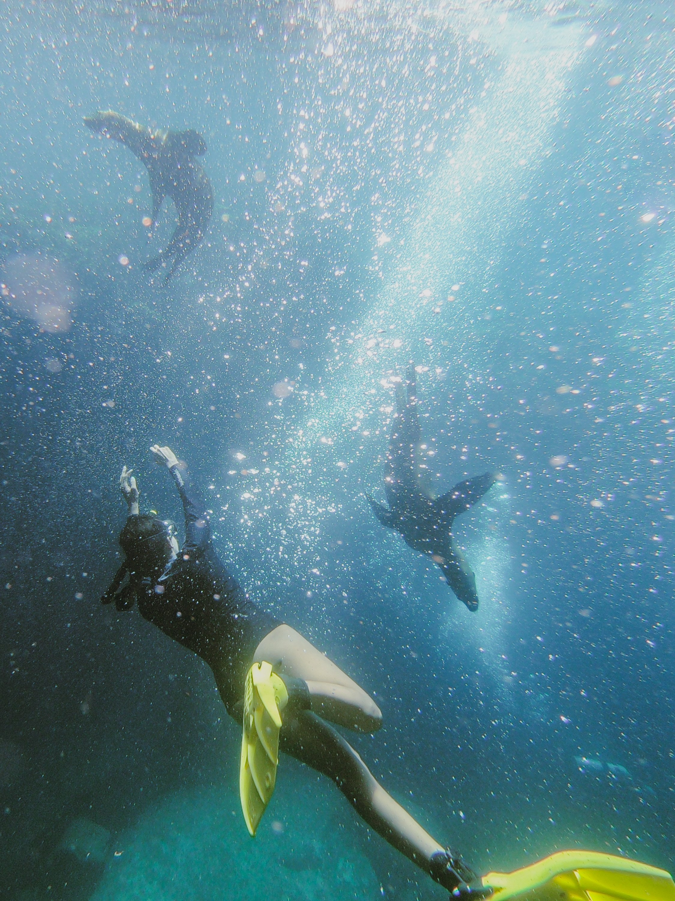 A person in snorkeling gear swimming underwater with two dolphins and a third swimmer in the background, surrounded by bubbles and blue water.
