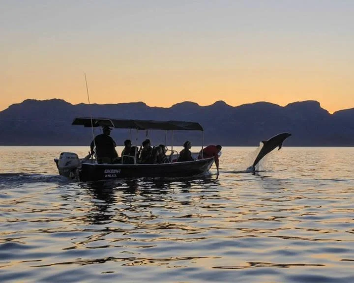 A boat with several people on board is seen on the water during sunset, with a dolphin jumping next to it.