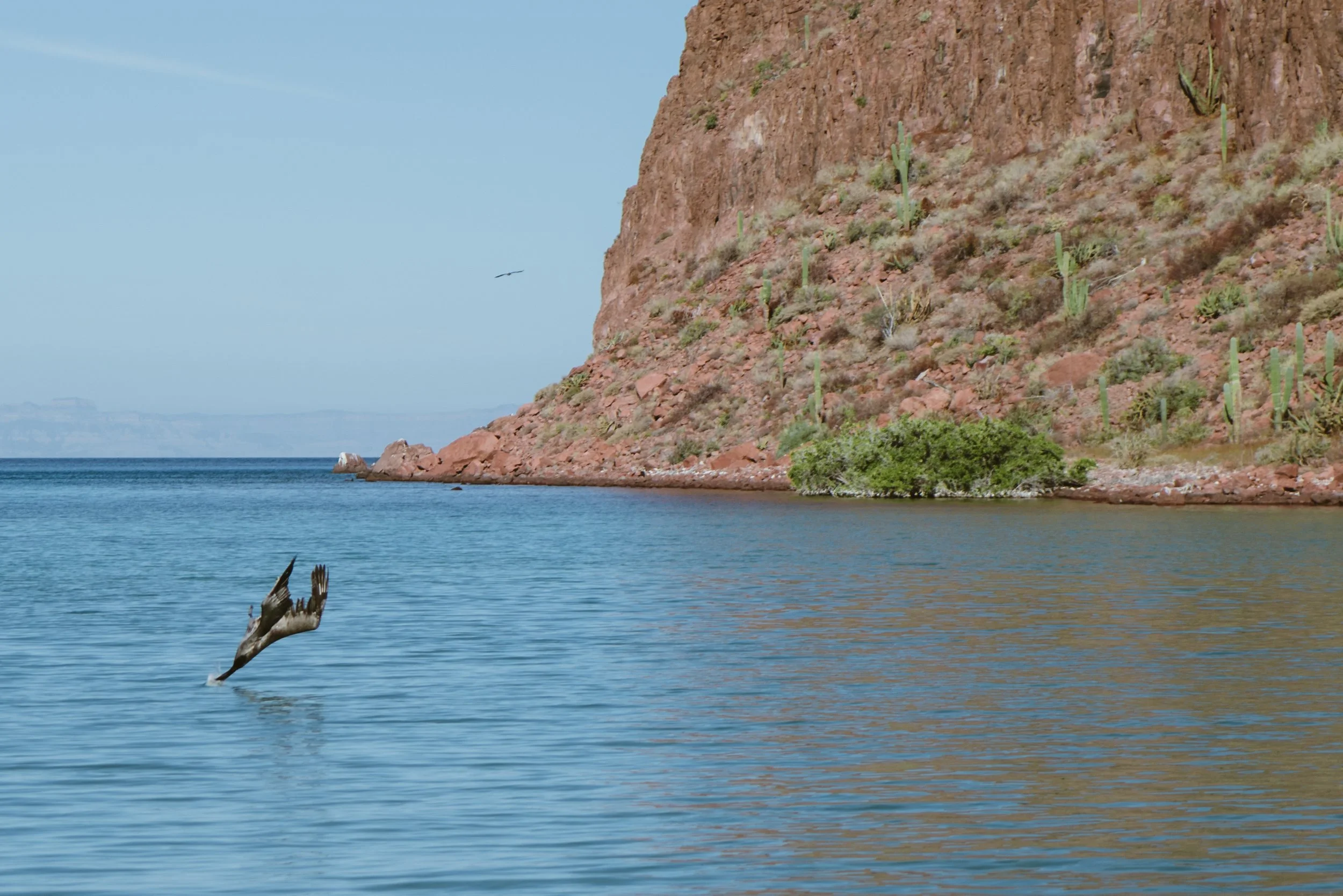 A body of water with a red rocky cliff on the right side, dotted with cacti, and a flying bird over the water.