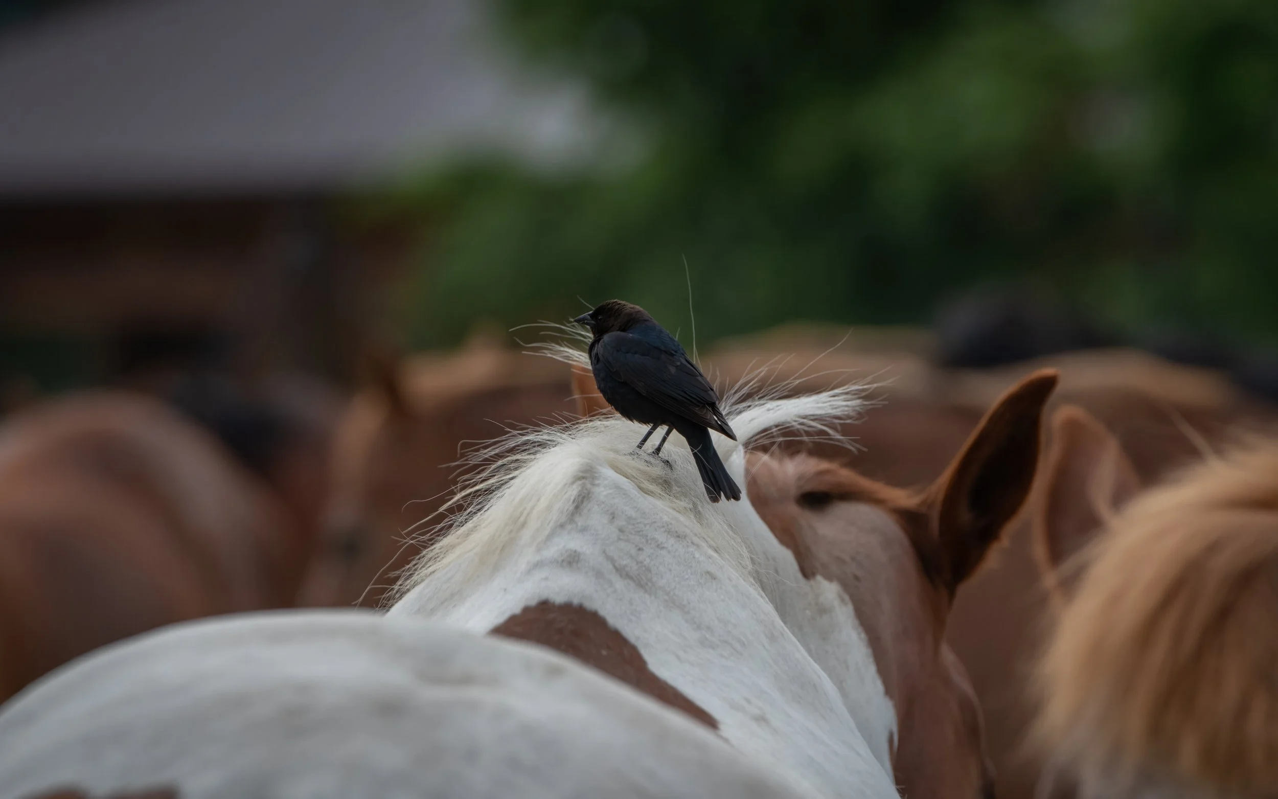 Feathered Cowboy