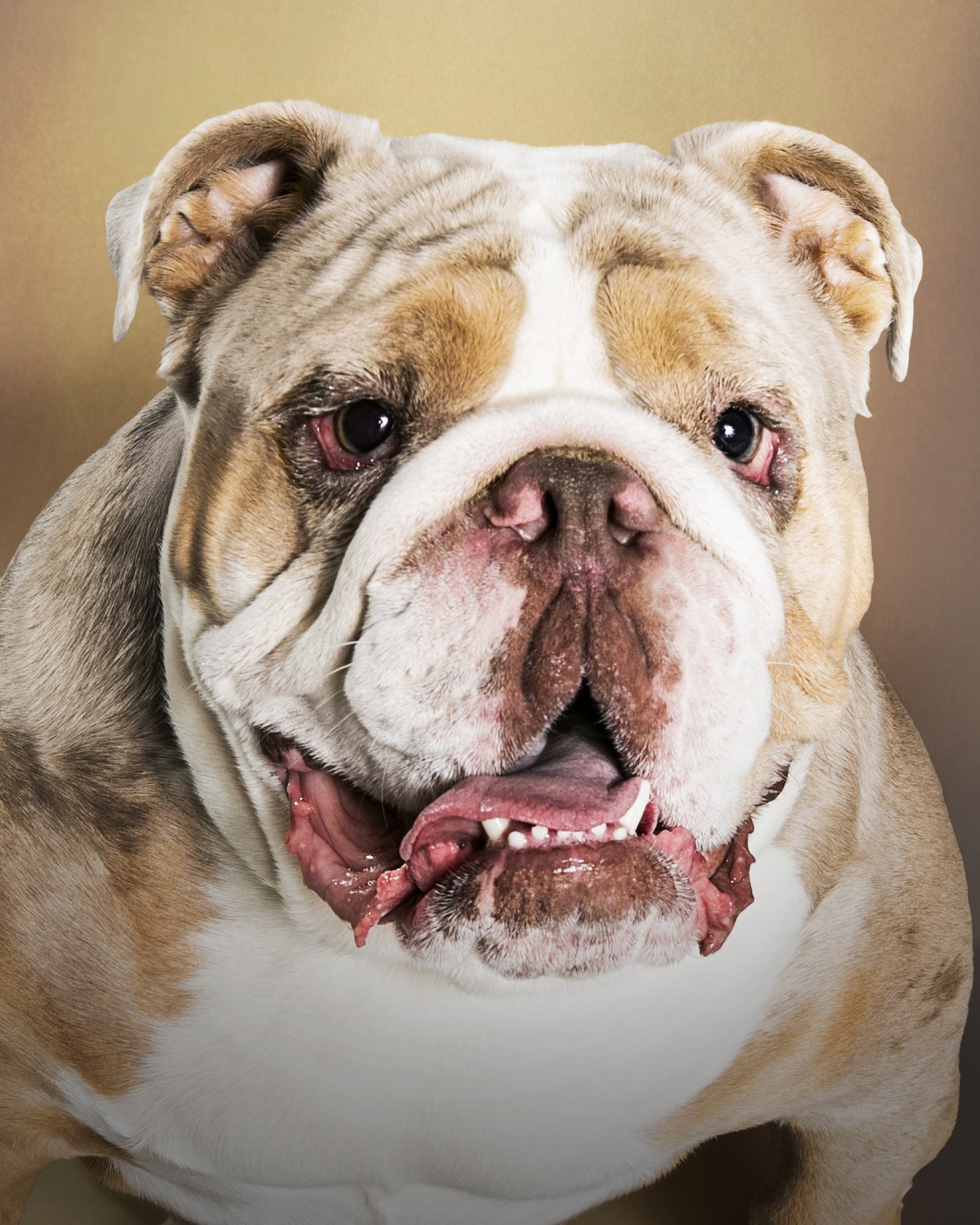 Portrait Modes Photography Pets IMG_2058.jpg