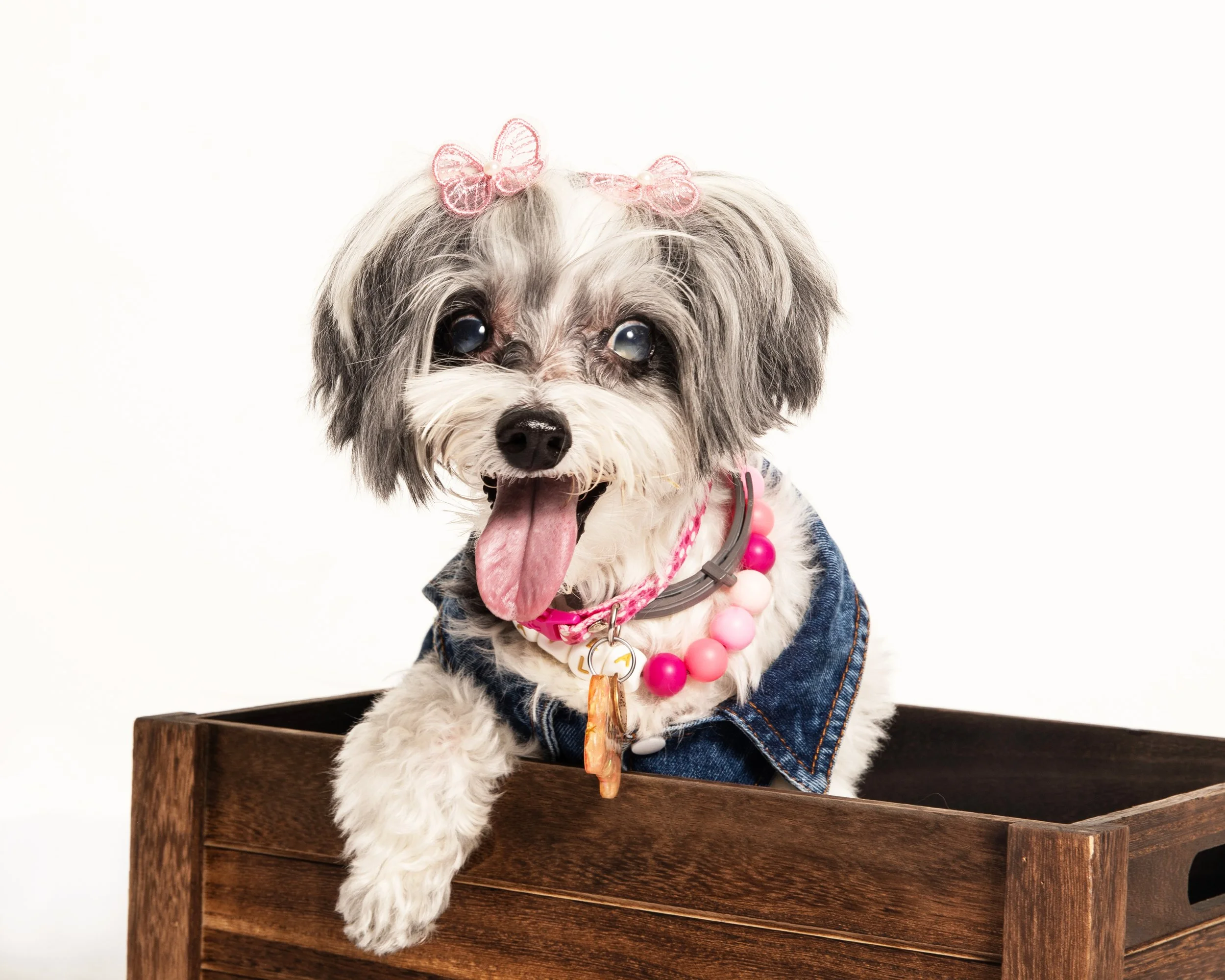 Portrait Modes Photography Pets IMG_5537 BW.jpg