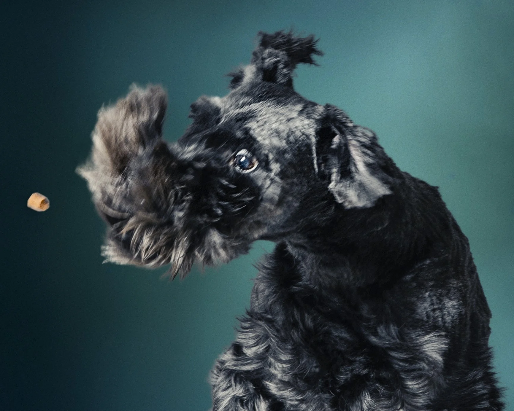 Portrait Modes Photography Pets IMG_2231 copy.jpg