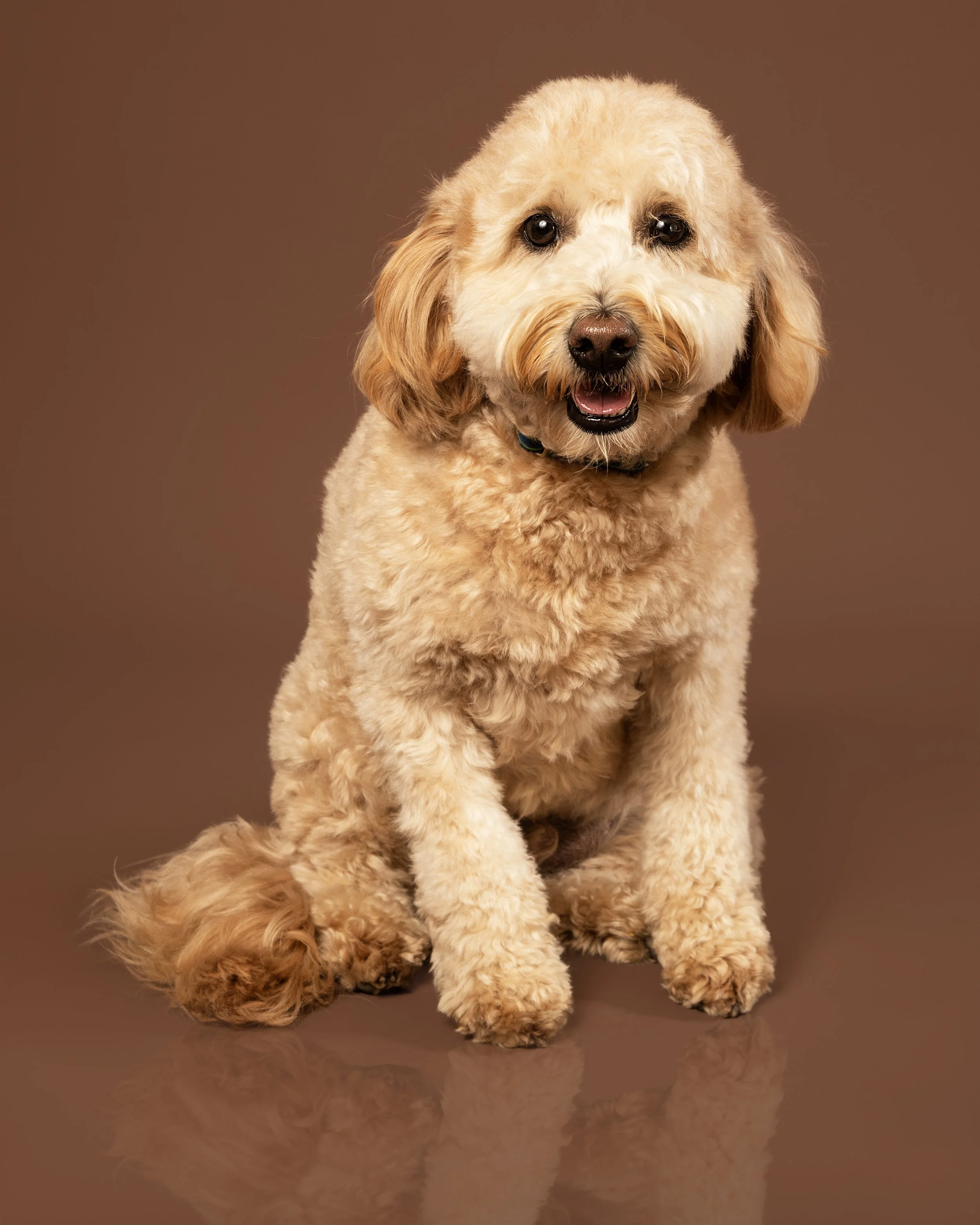 Portrait Modes Pet Photography IMG_8636.jpg