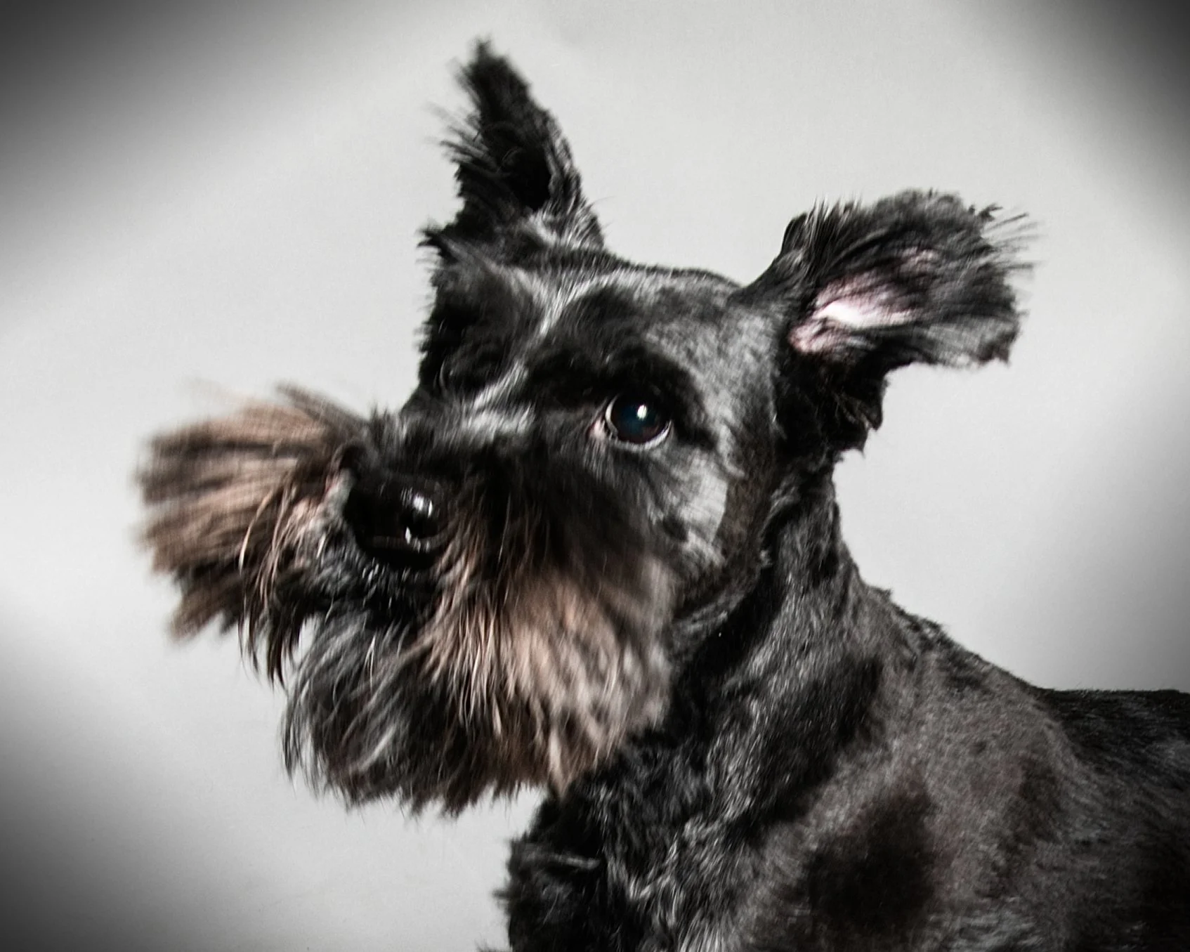 Portrait Modes Photography Pets IMG_2111.jpg