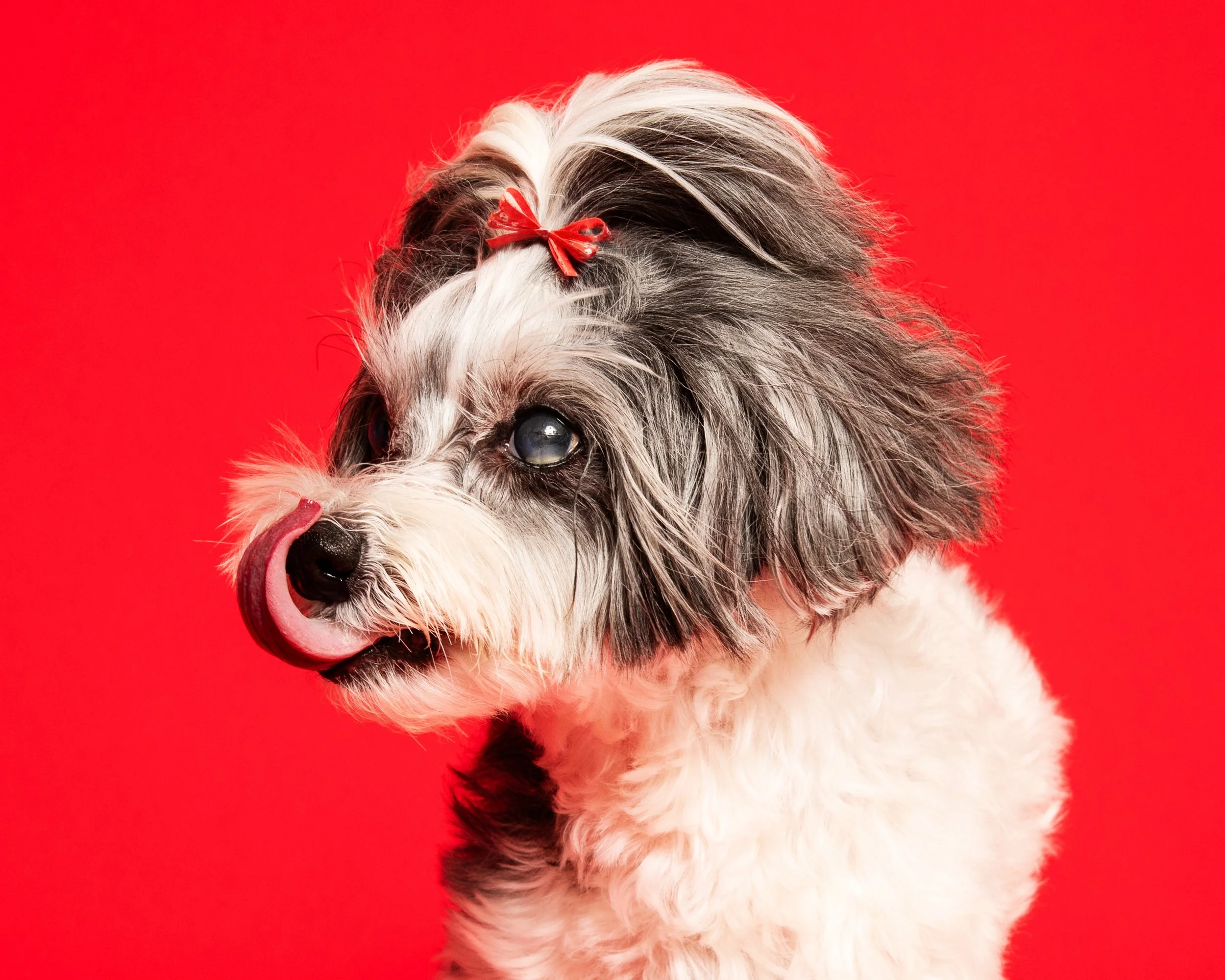 Portrait Modes Photography Pets IMG_5897.jpg