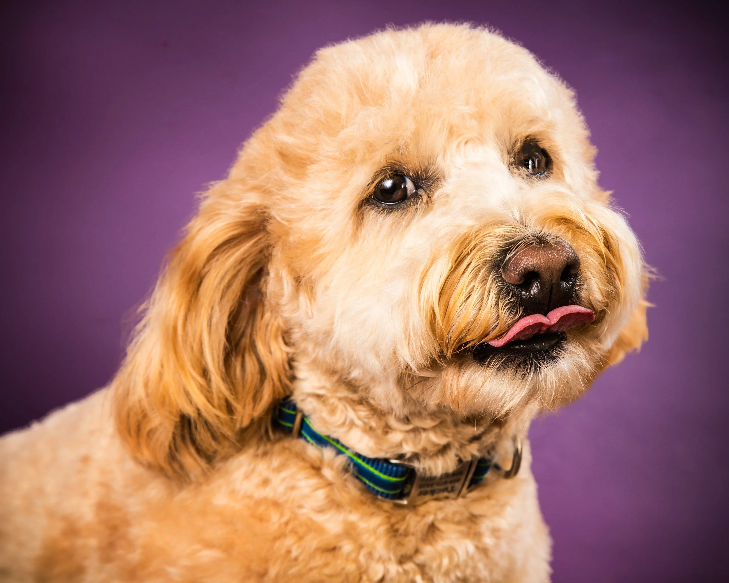 Portrait Modes by Silvana DeFrancis -1-2.jpg