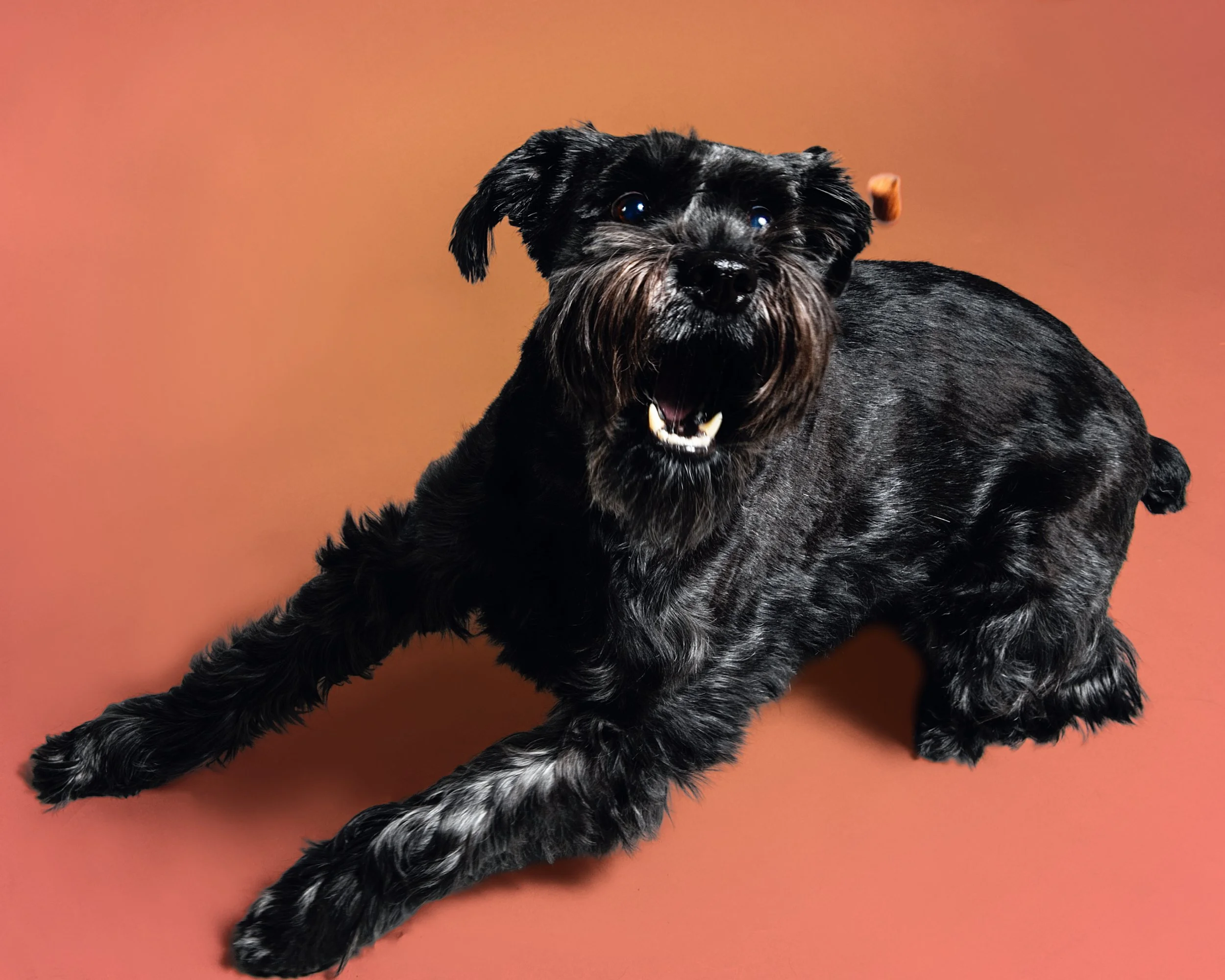 Portrait Modes Photography Pets IMG_2110 orange.jpg