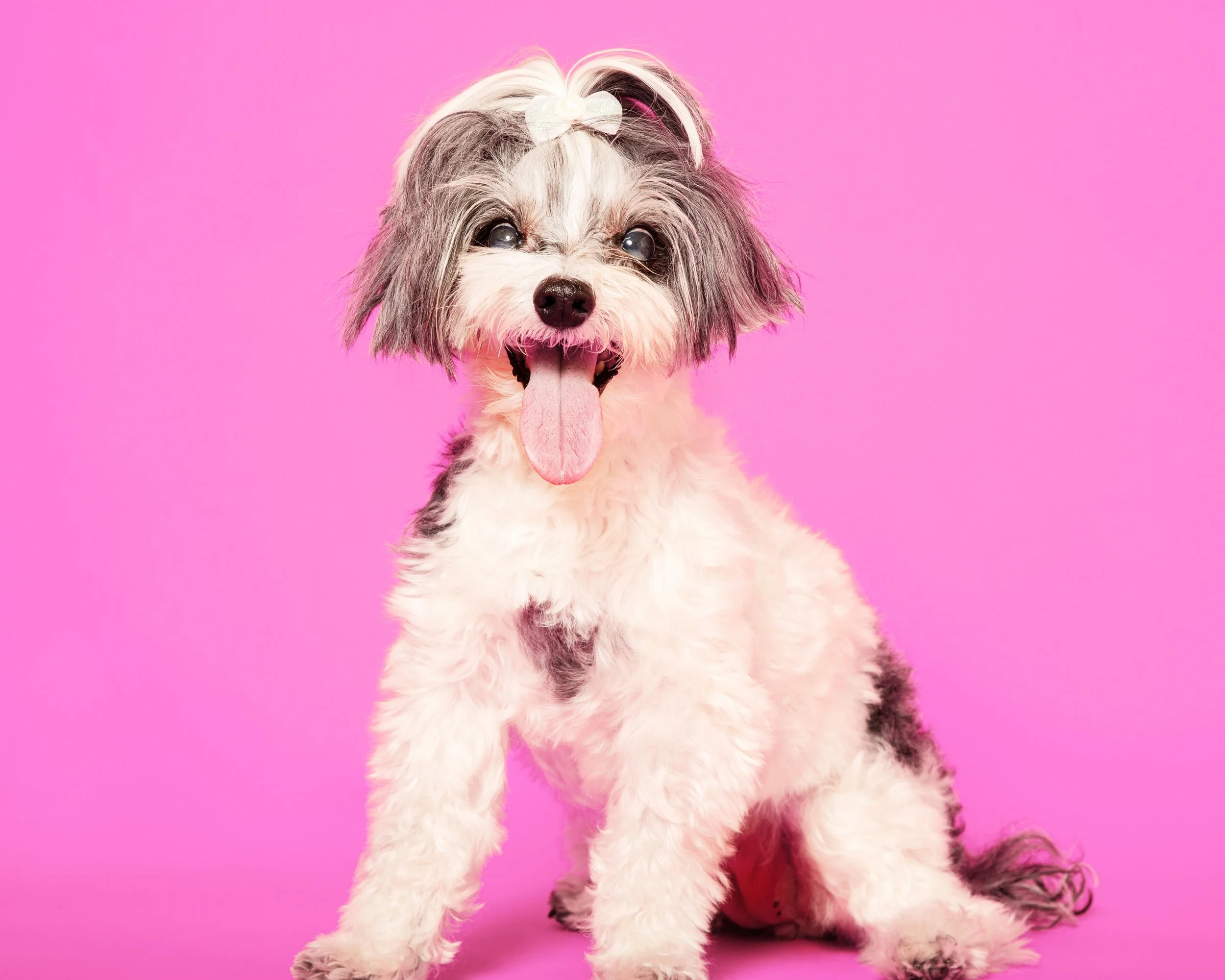 Portrait Modes Photography Pets IMG_5932 pink.jpg