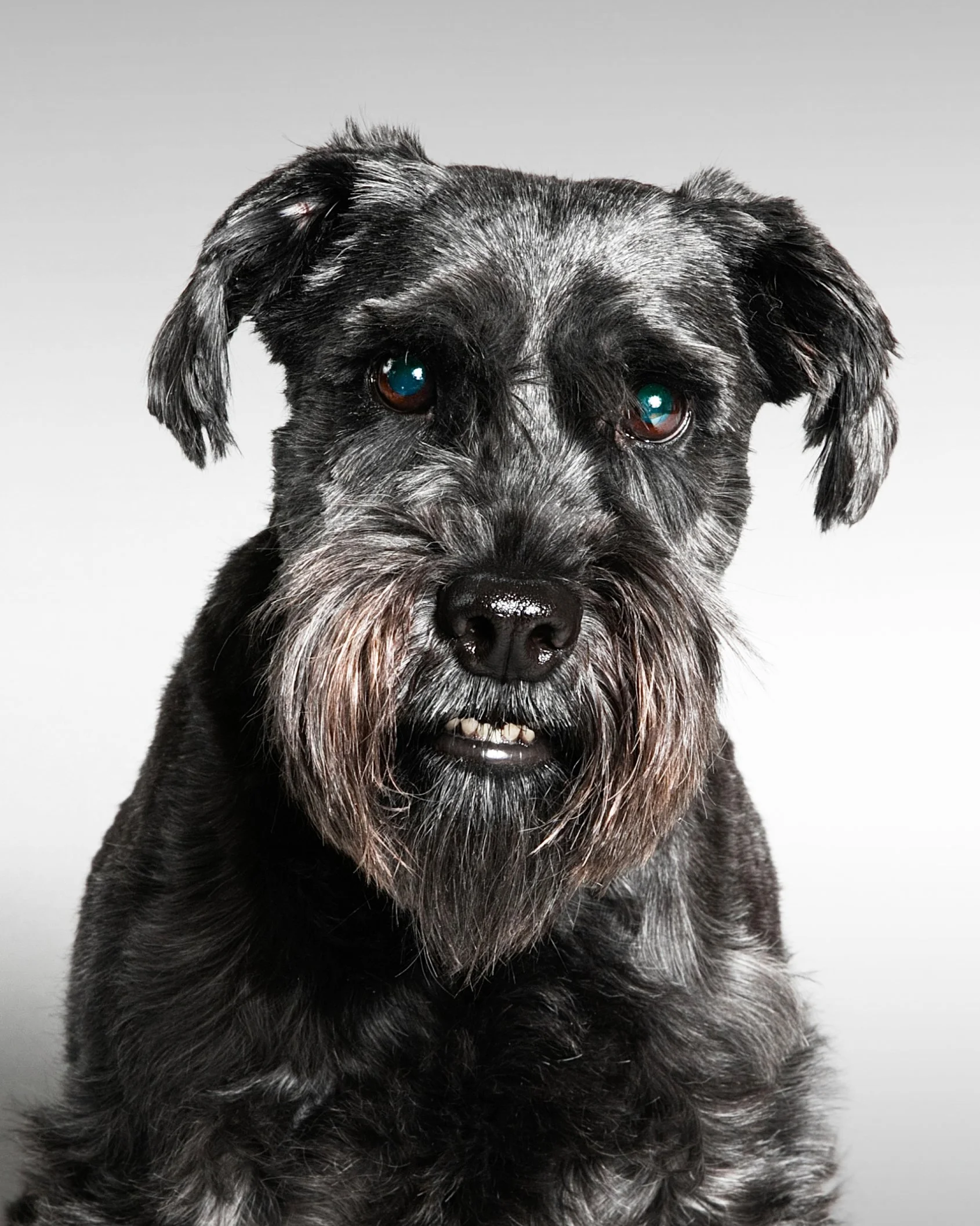 Portrait Modes Photography Pets IMG_2080-2.jpg