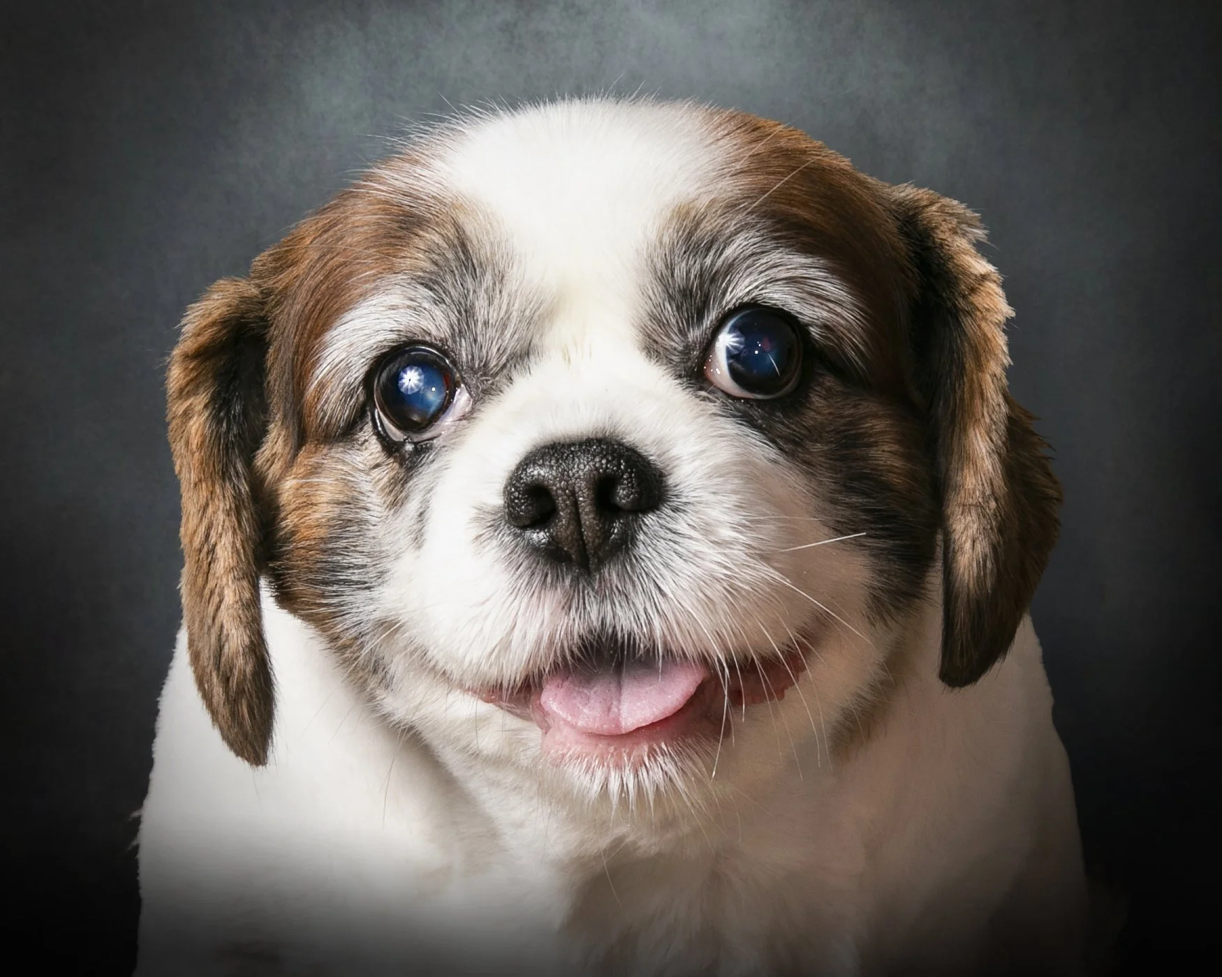 Portrait Modes Photography Pets IMG_2052_(2).jpg