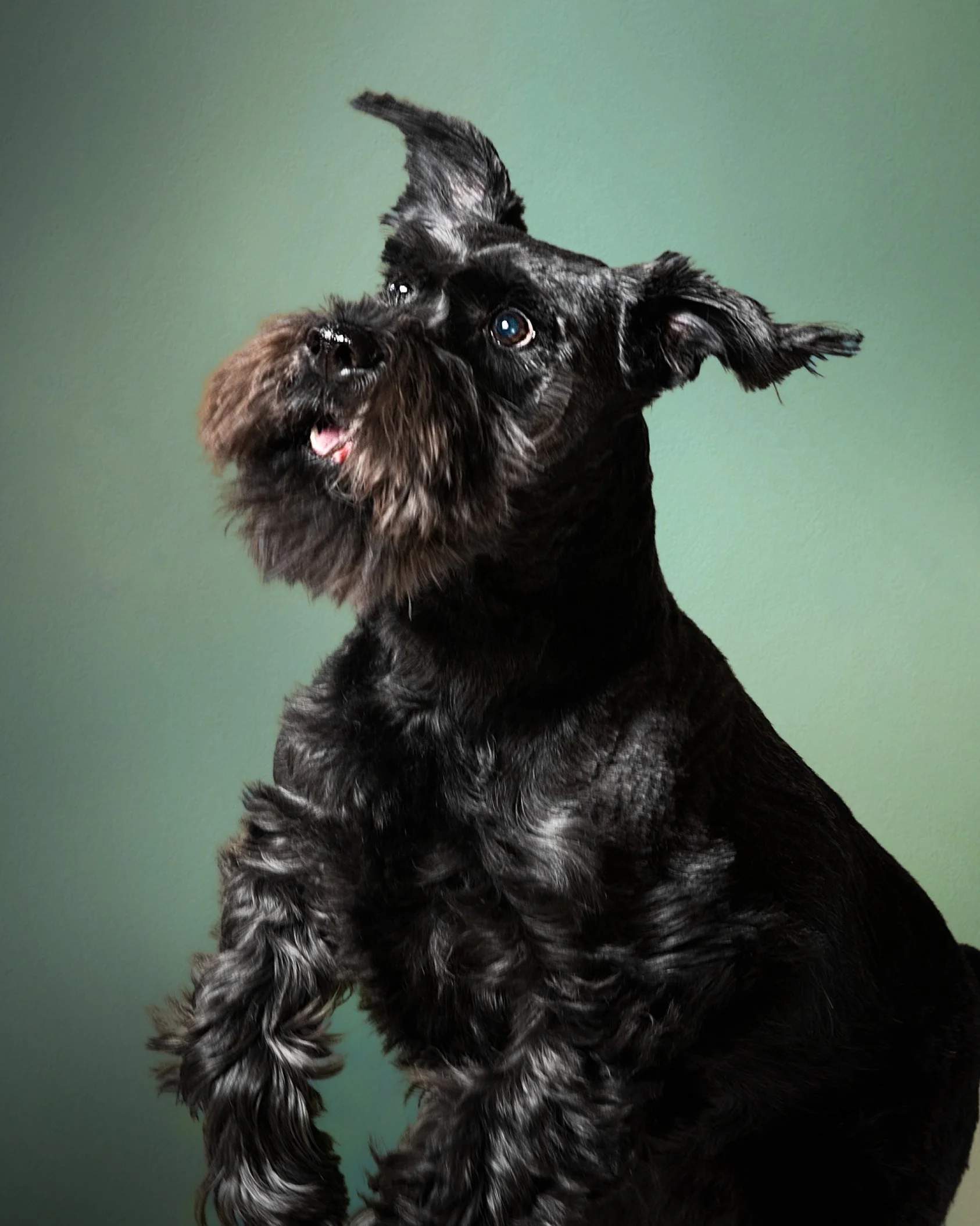 Portrait Modes Photography Pets IMG_2257-2.jpg