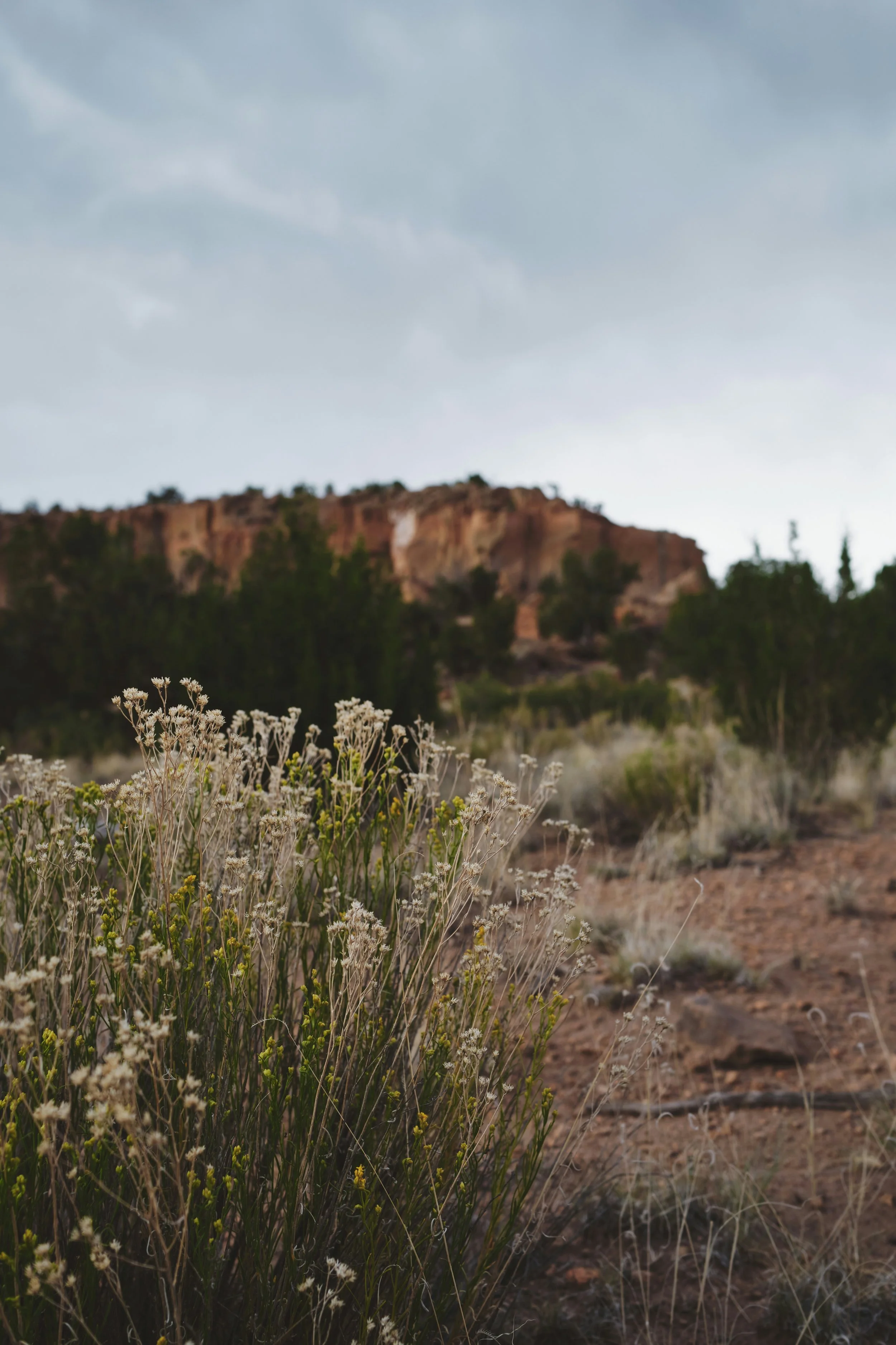 Desert landscape with dry plants in the foreground, a rocky hill in the background, and a cloudy sky above.